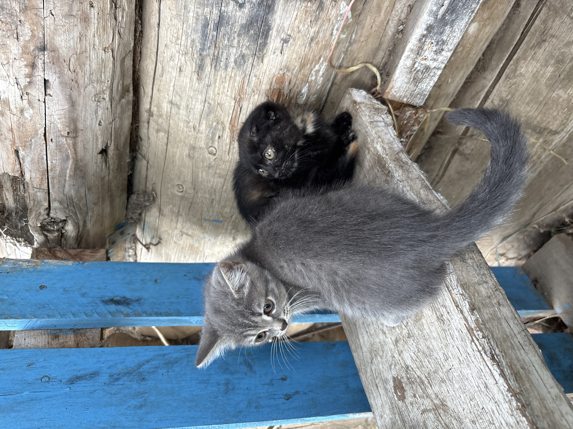 Two kittens are sitting on a wooden beam against a backdrop of weathered wooden planks and a bright blue wooden fence. The kitten on the left is grey with tabby markings and is looking to its left. The kitten on the right is mostly black with some brown and tan markings and appears to be looking to its left. The scene appears to be outdoors in a rural or rustic setting. There is no identifiable location in the city of Osa, Russia.
