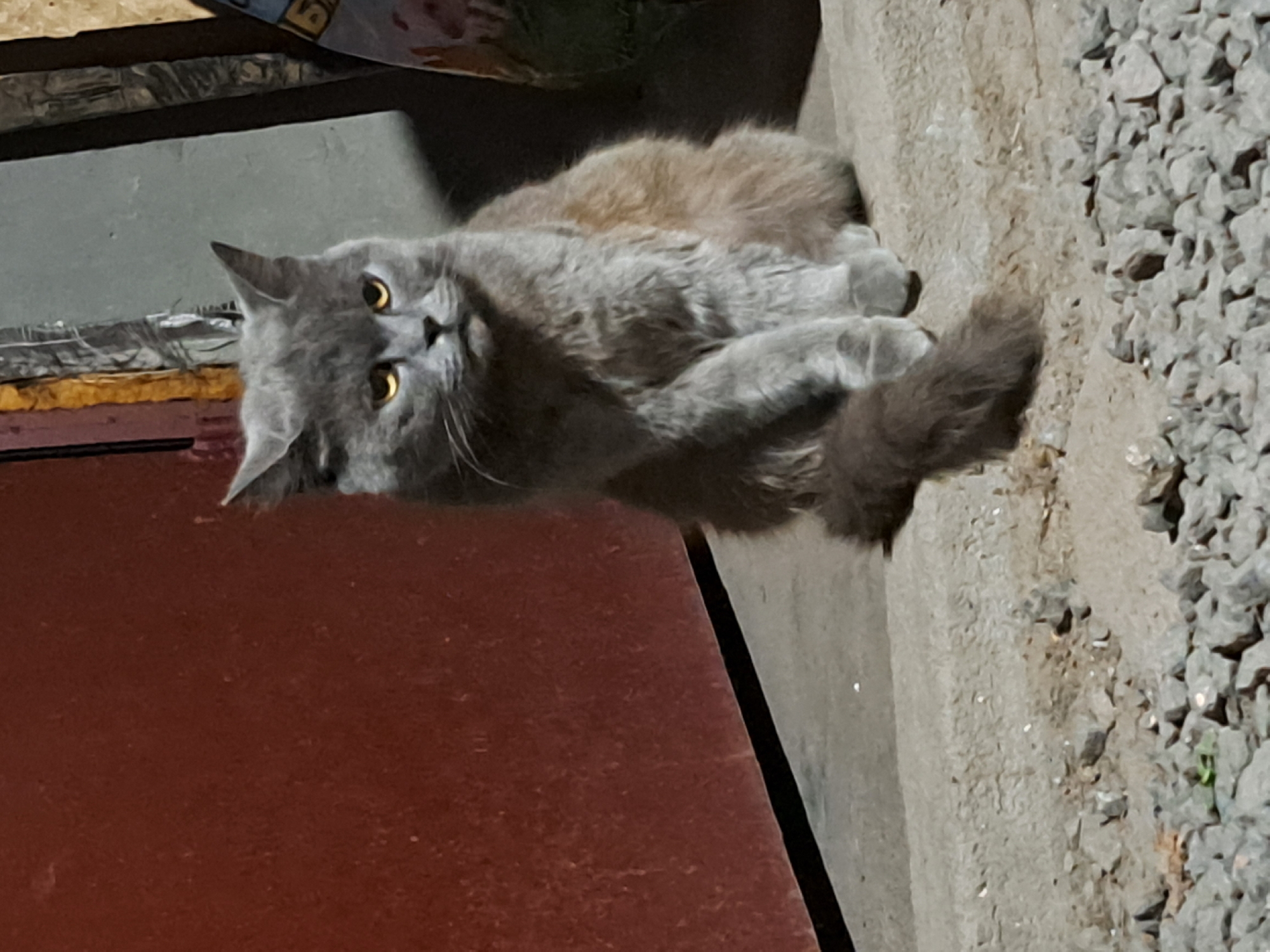 A grey cat with bright yellow eyes sits on a concrete step in front of a reddish-brown door. The cat is facing the camera, with its front paws resting on the step. Its tail is curled around its body. The background consists of the door, some corrugated metal, and gravel. The lighting suggests it is either early morning or late evening. The image was taken in Vypasne, Ukraine.