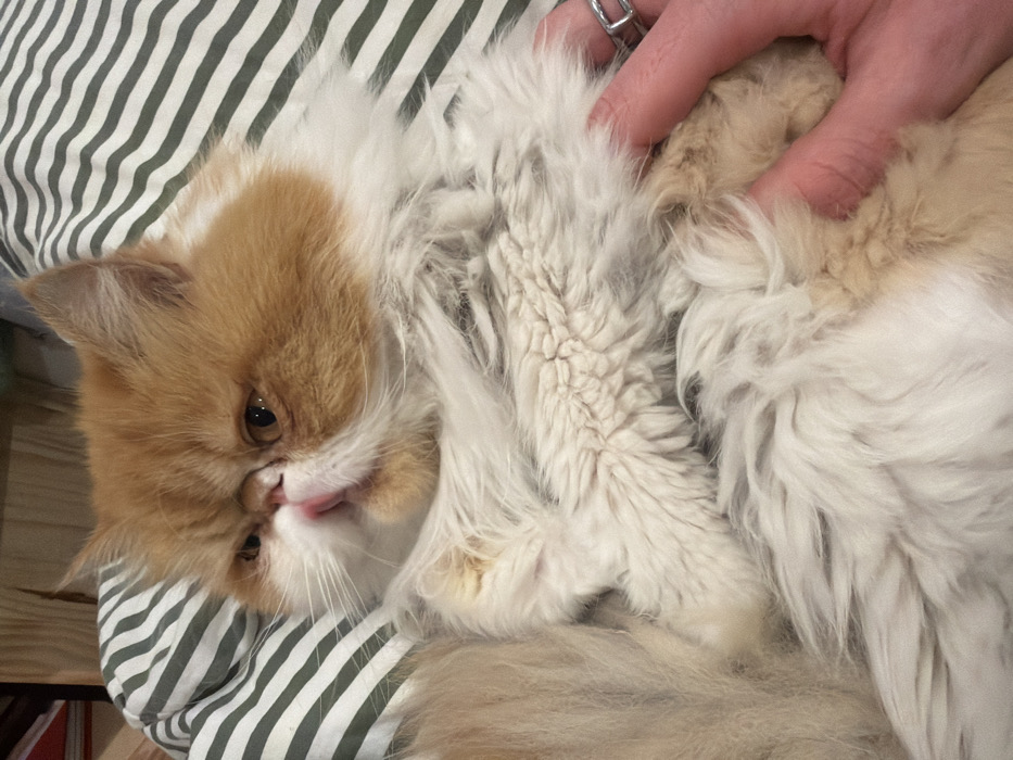 An orange and white Persian cat lies on a striped green and white cushion, tongue slightly sticking out. A hand with a silver ring rests on the cat's chest, seemingly petting it. The cat's fur is long and fluffy, particularly around the neck. The background includes hints of furniture like a bookshelf.