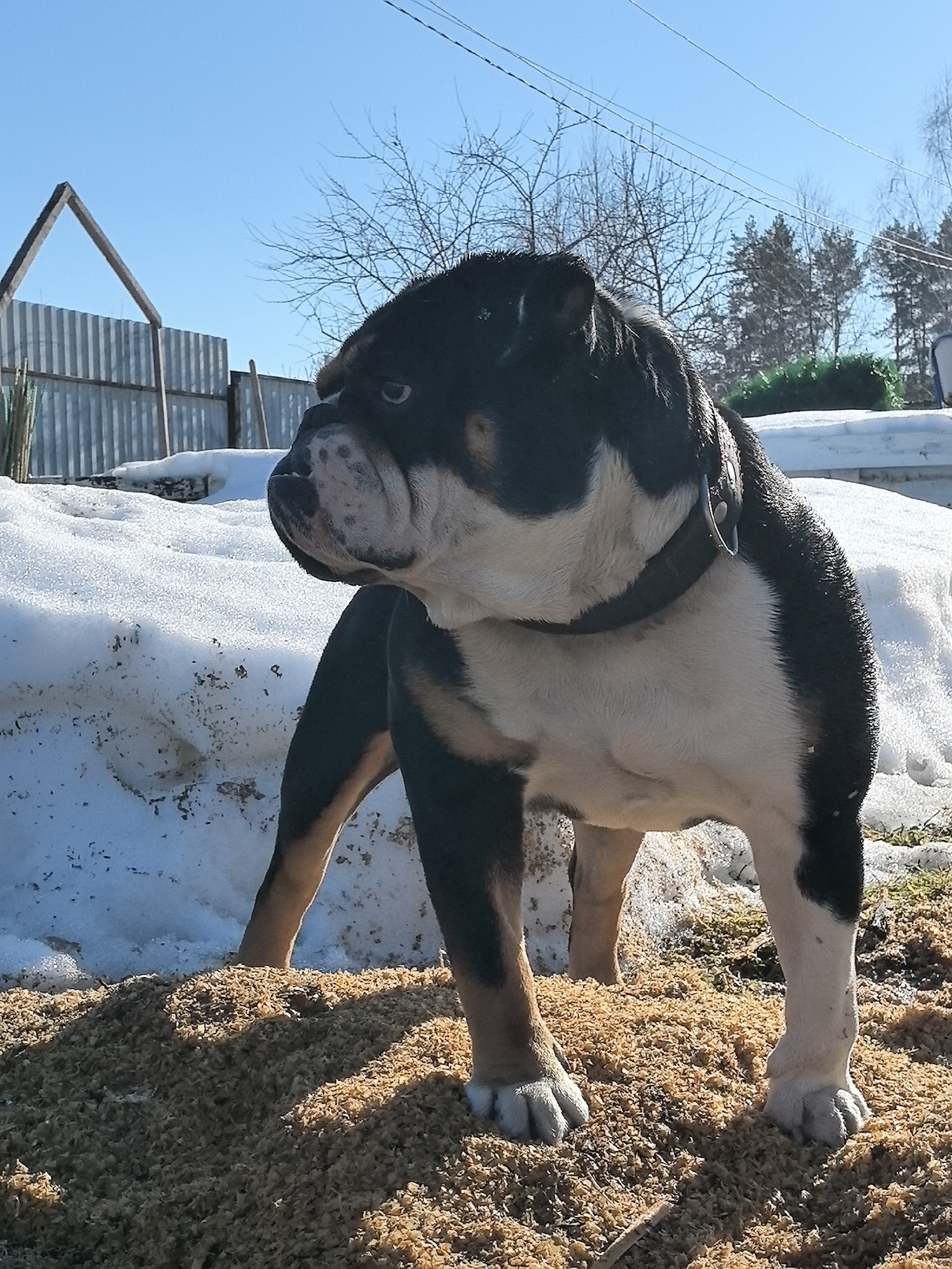 A tri-colored English Bulldog stands on a pile of wood shavings in a partially snow-covered yard. The dog is mostly black and white with brown accents on its legs. It has a dark collar. Behind the dog, a corrugated metal fence is visible, along with a skeletal wooden structure. In the background, bare tree branches reach towards a bright blue sky. Some evergreen trees are visible in the distance. This scene is in the city of Noviy, Russia.