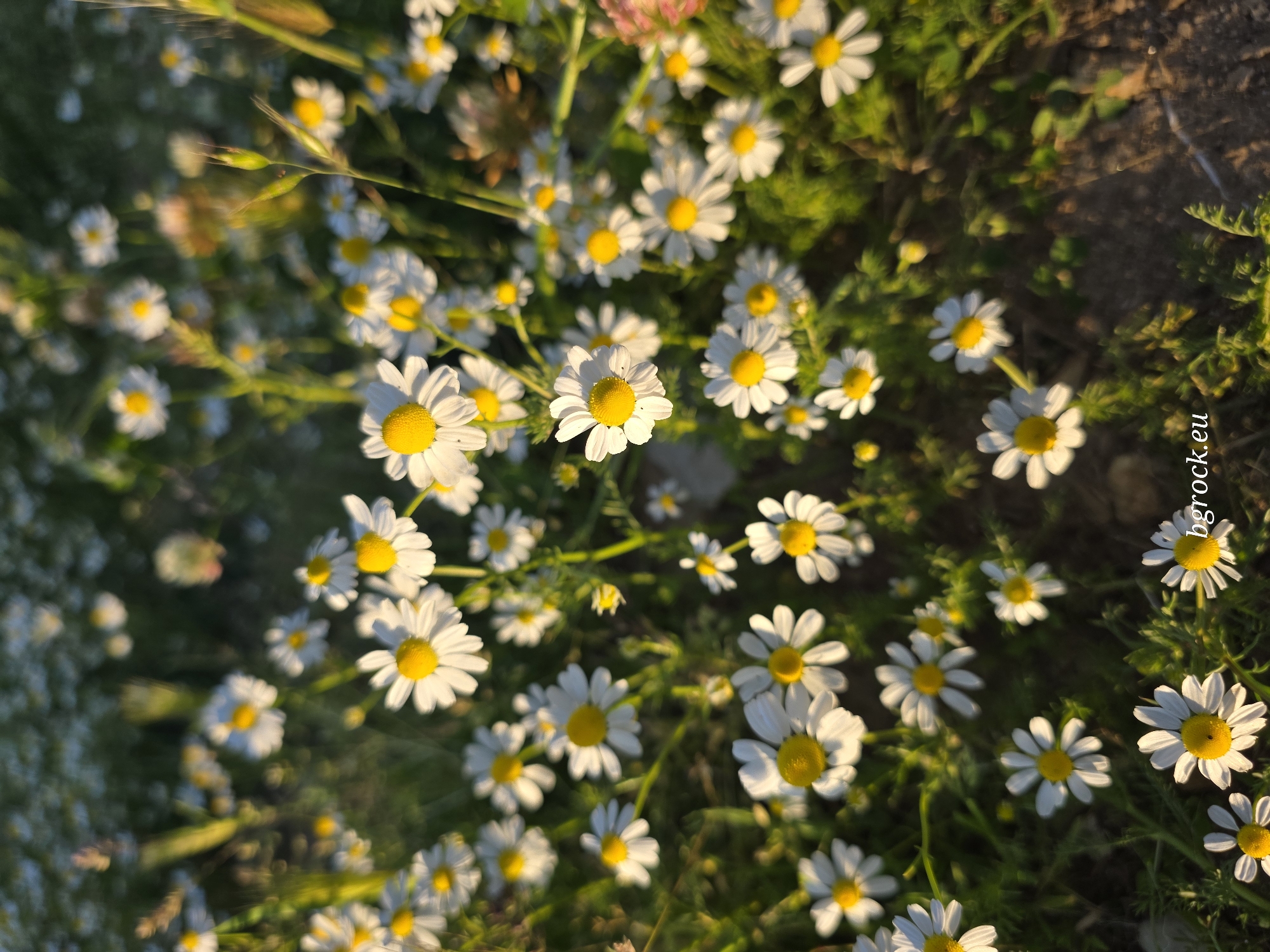 The image shows a field of daisies with white petals and yellow centers. The location is Chal, Bulgaria. The ground is covered in green vegetation. Sunlight is shining on the scene.