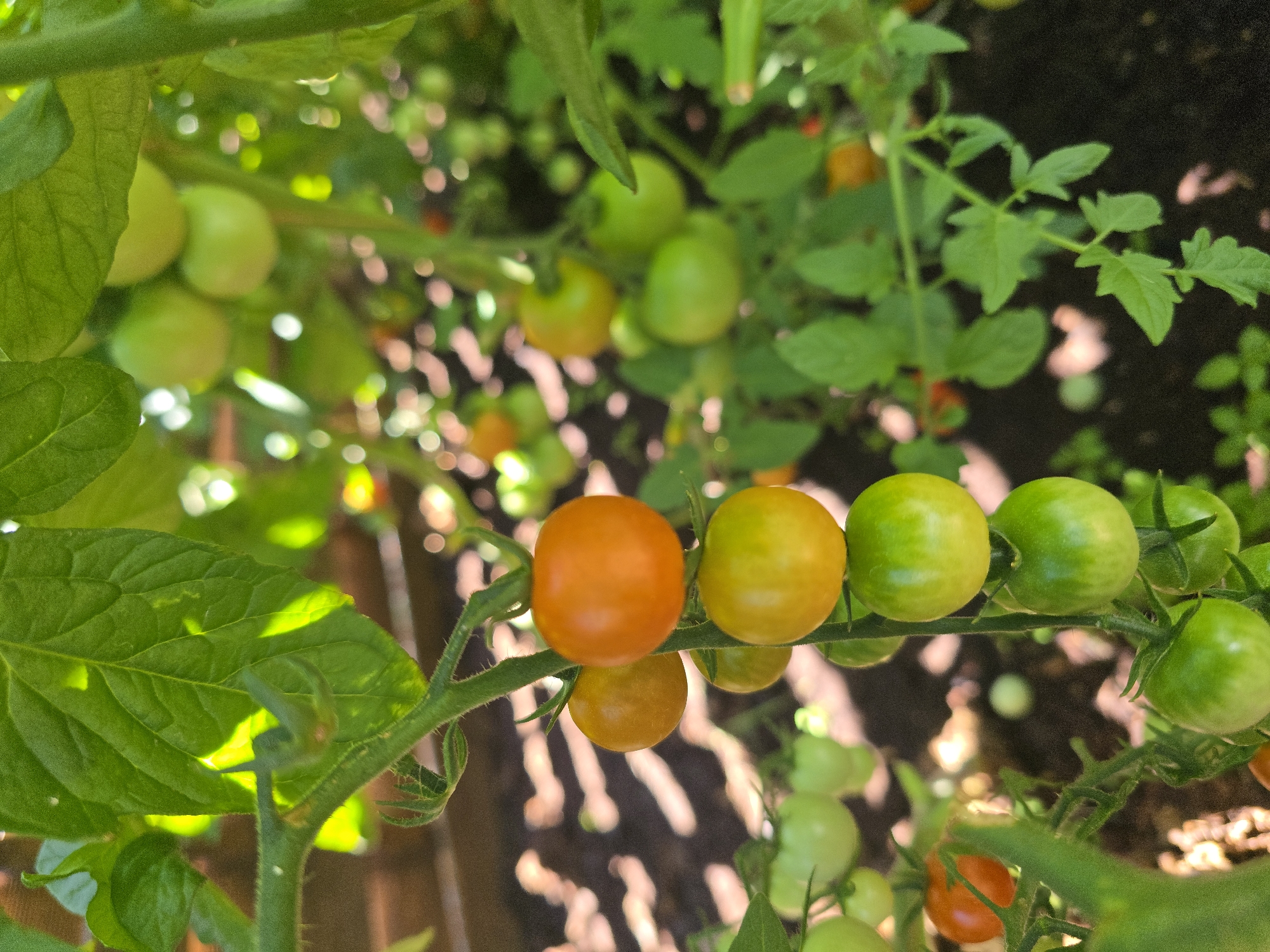A cluster of ripe and unripe cherry tomatoes hangs from a vine in an outdoor garden setting. The tomatoes range in color from deep orange to vibrant yellow and green, indicating varying stages of ripeness. Sunlight filters through the lush green leaves of the tomato plant, creating dappled light and shadows on the soil below. The background is softly blurred, suggesting a shallow depth of field, and hints at other plants and the organic texture of the garden bed. This scene is located in Worms, Germany, within a private garden space, likely a backyard or allotment. There are no people or animals present in the frame. The overall impression is one of natural growth and abundance.