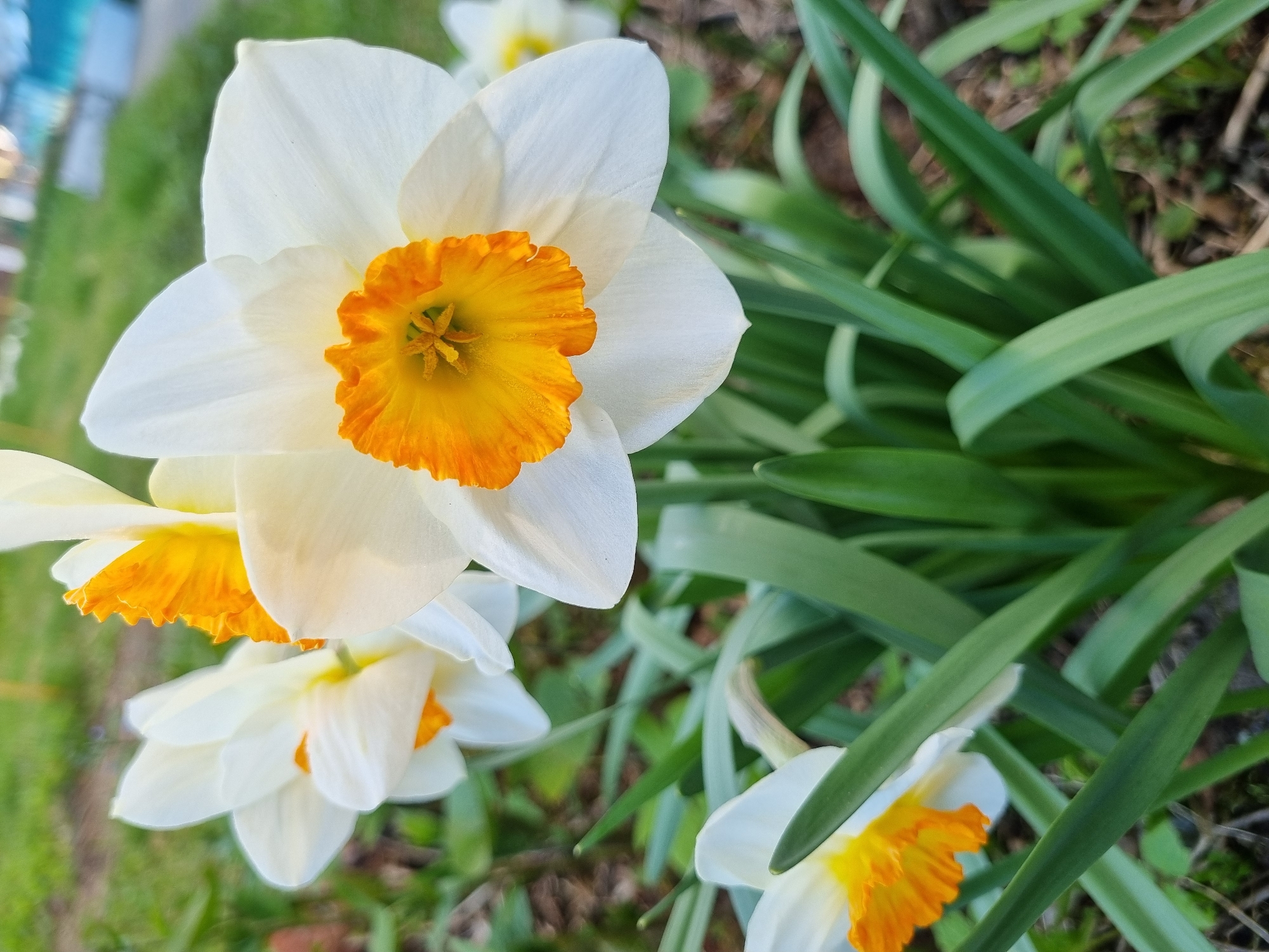 The image shows a cluster of daffodils in a garden or yard. The daffodils have white petals and bright yellow-orange centers. The green leaves of the plants are visible around the flowers. The background is slightly blurred, but appears to show grass and perhaps some trees or shrubs. The image does not contain any elements that would allow for identification of the location as Kemul, Russia.