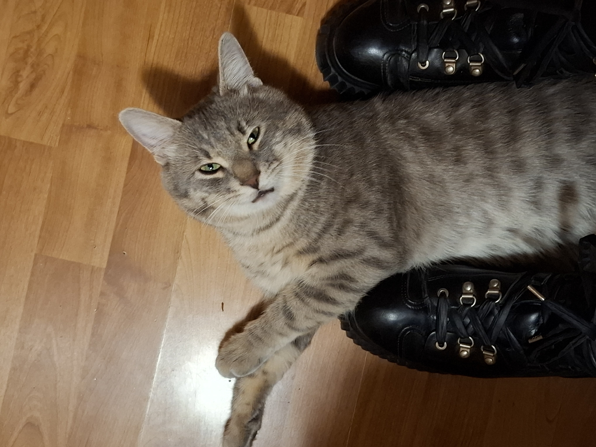 A grey tabby cat is lying on a wooden floor next to and partially on top of a pair of black leather boots with gold hardware and black ribbon laces. The floor appears to be hardwood, with light brown planks. The cat is mostly lying on its right side, with its head facing the left side of the frame. One paw is extended outward. The image was likely taken indoors in a private residence. There is no available information about the image location being in the city of Novi Sad, Serbia.