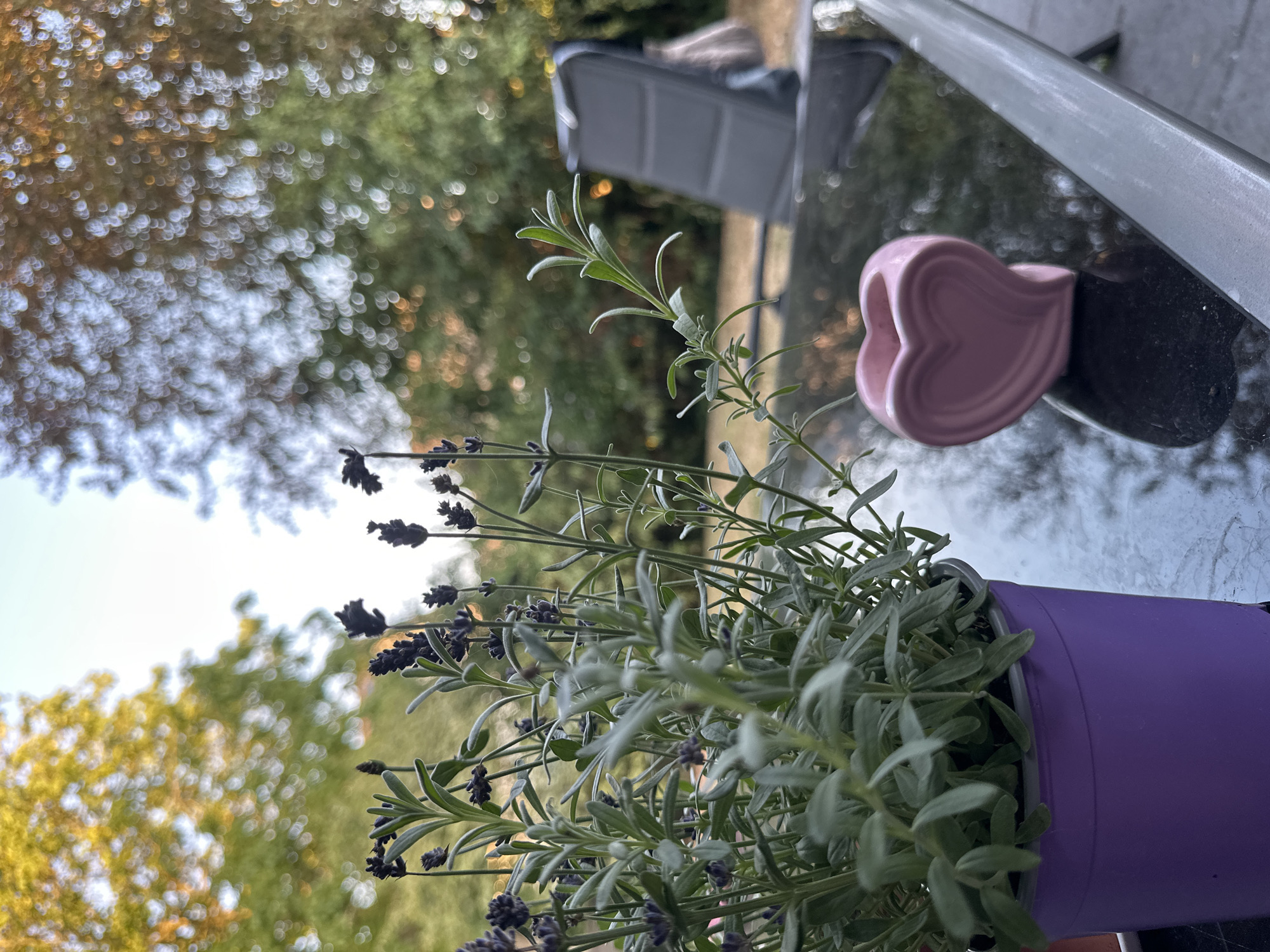 The image is a close-up, outdoor shot of a potted lavender plant in a purple plastic pot, placed on a dark, reflective surface, possibly a table. To the right of the lavender, there is a small, pink, heart-shaped ceramic holder. In the background, out of focus, is a garden setting with trees and a gray patio chair. The lighting suggests it is either early morning or late afternoon, with soft, diffused light illuminating the scene. The image does not provide any specific clues or identifiable landmarks to pinpoint a location within the city of Krefeld, Germany. No people or actions are visible.