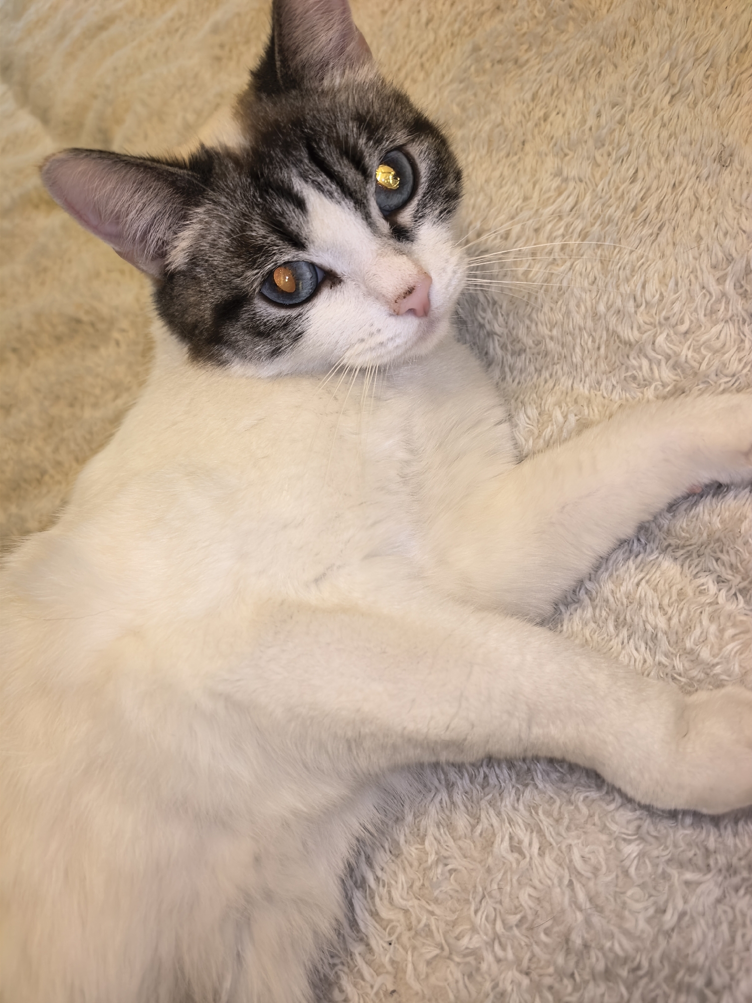 A cat lies on a fluffy, light-colored surface. The cat is primarily white with grey and black markings on its head. Its eyes are different colors, one blue and one orange with a gold reflection. The background is a soft, textured material, potentially a blanket or rug. The setting appears to be indoors. The image does not provide any information to indicate that the location is in the city of Yekaterinburg, Russia.