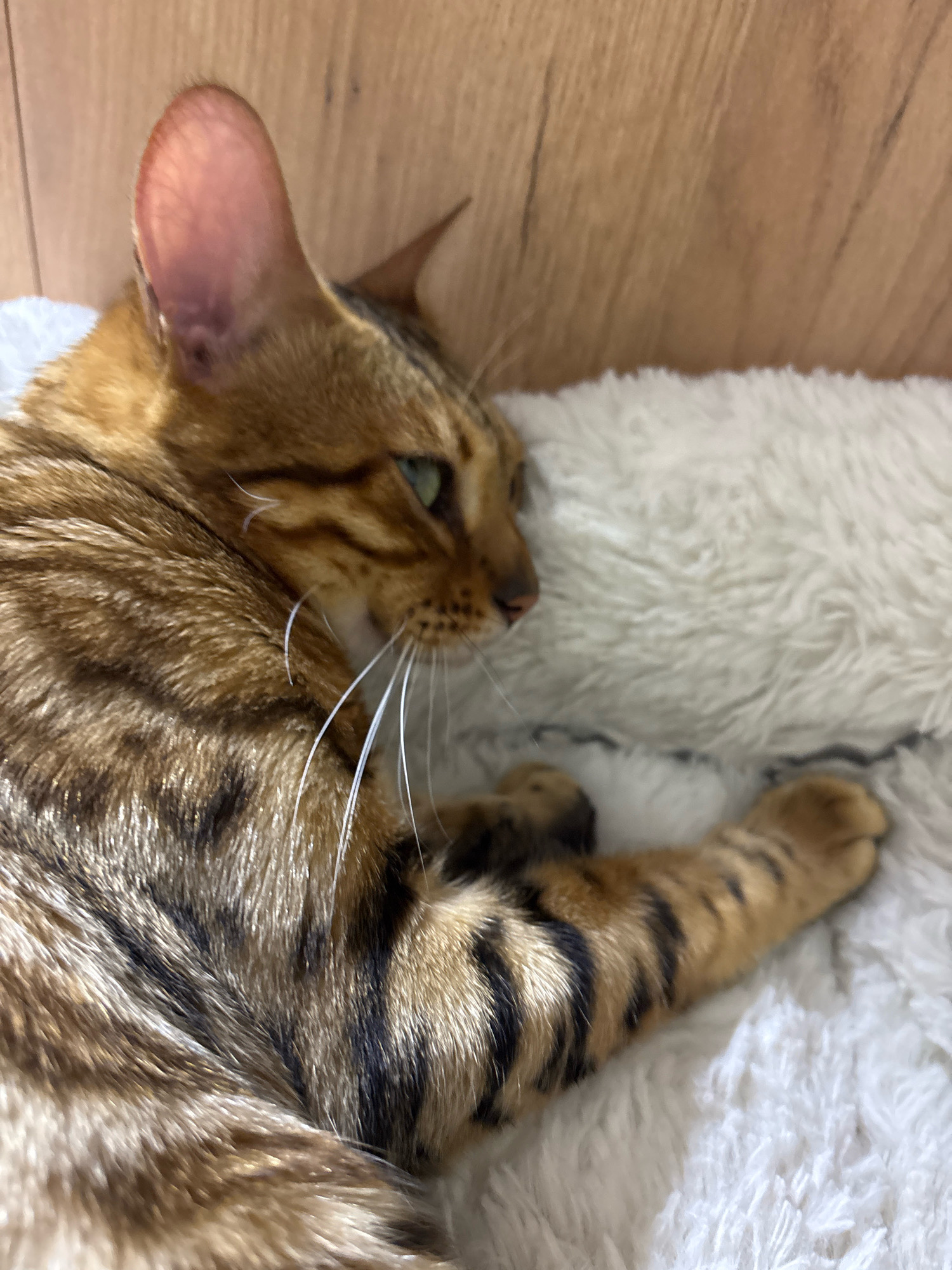 The image shows a close-up view of a Bengal cat lying on a fluffy white surface. The cat has distinctive spotted and striped fur in shades of brown and black, with green eyes. The background is a blurred wooden texture. The cat appears relaxed and is looking to the right of the frame. No specific location in Noviy, Russia is identifiable from the image.
