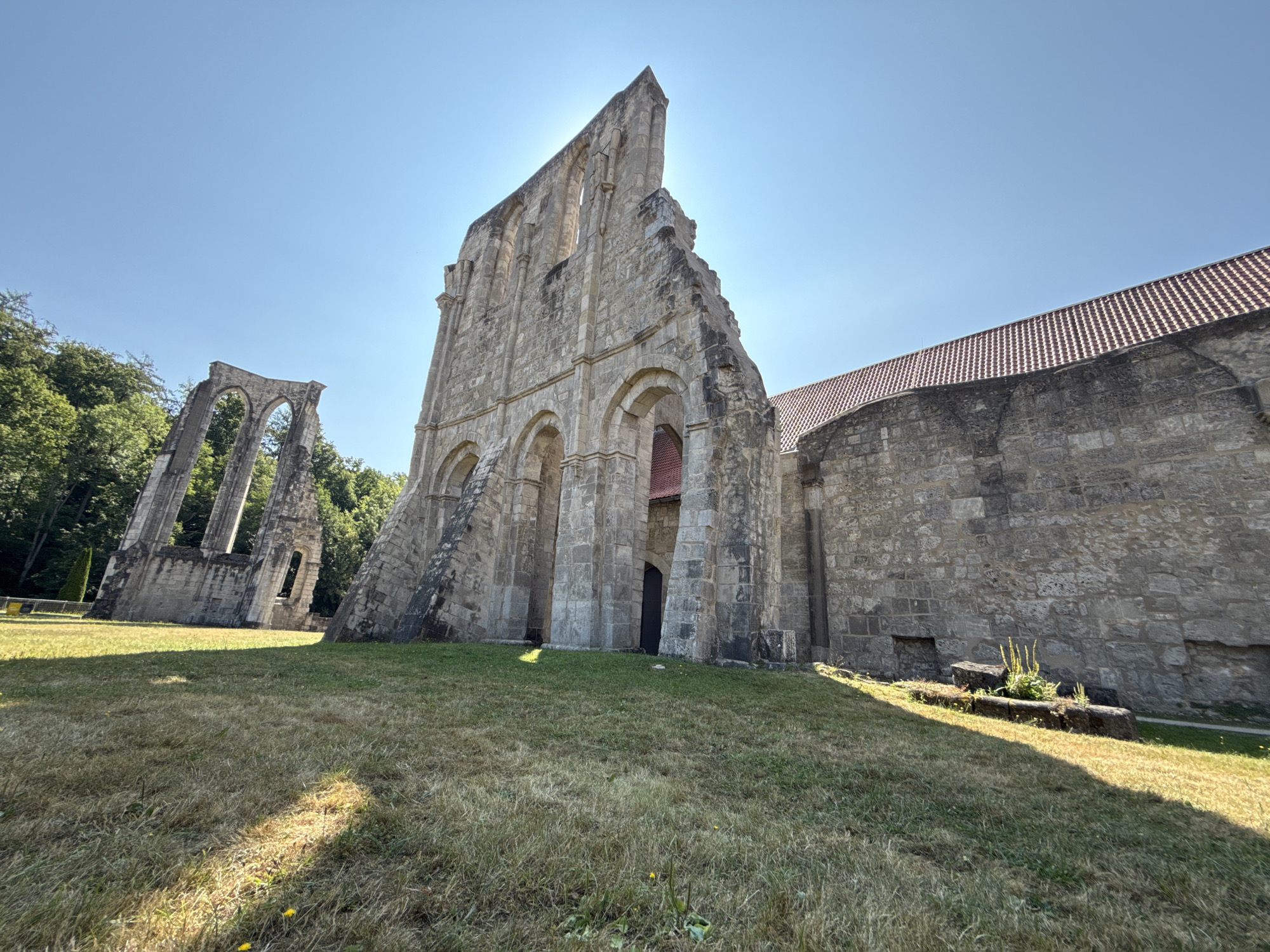 The image depicts the ruins of Walkenried Abbey in Walkenried, Germany. The foreground is dominated by dry, yellowed grass with some green patches, sloping upwards towards the ruins. In the midground, the stone ruins of the abbey are visible. The main structure is a large, partially intact stone building with a pointed, jagged section of wall reaching towards the sky. Arches are visible along the facade, some of which are open, revealing darker interior spaces. To the left, further ruins in the form of arched windows or doorways stand against a backdrop of green trees. A portion of a tiled roof, in shades of red and brown, is visible on the right side of the main ruin. The sky is a clear, bright blue, with the sun positioned high and slightly to the left of the frame, casting strong shadows and highlighting the texture of the stone. The scene is quiet and devoid of any people or animals.