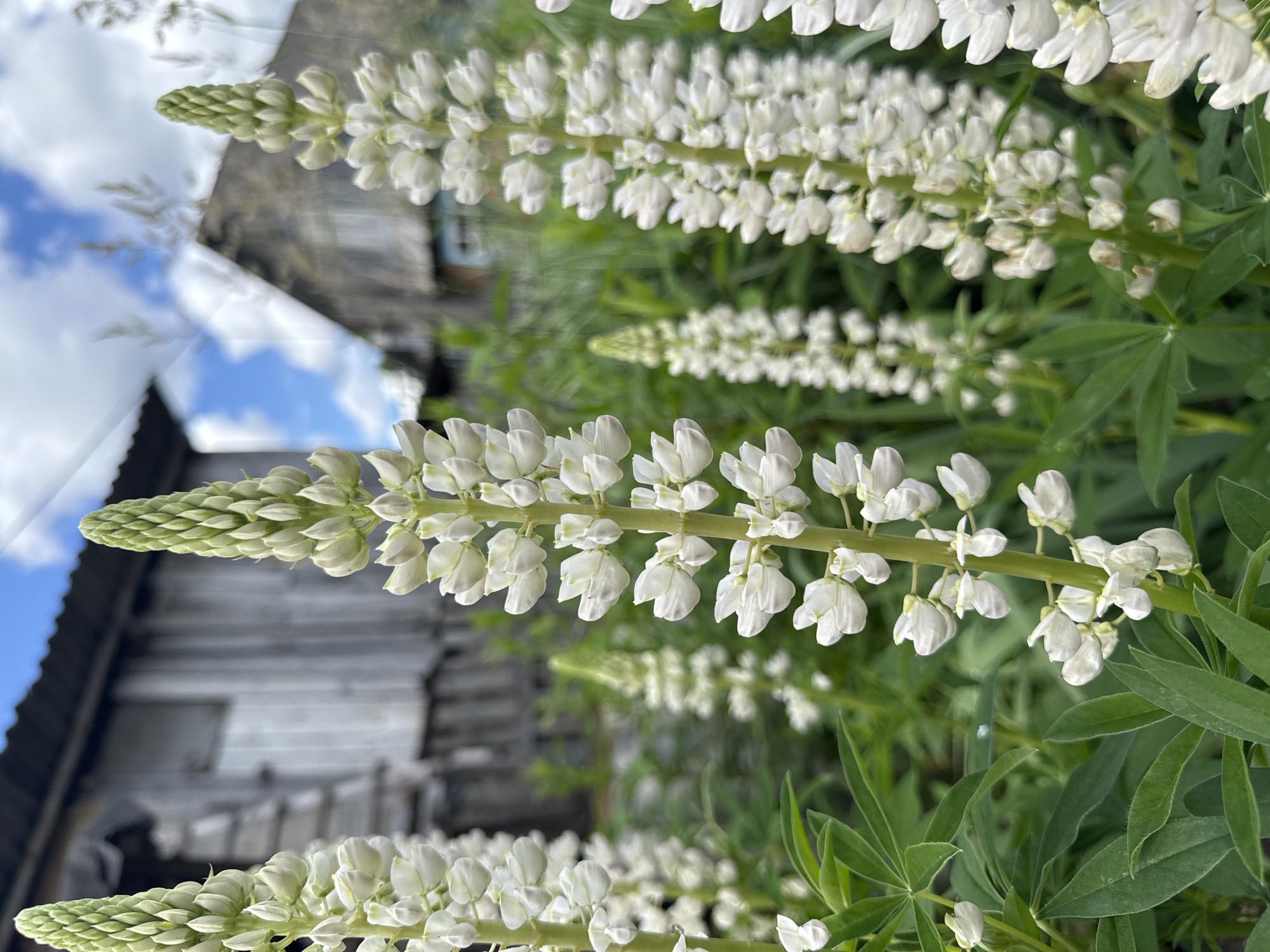 This is a vertical, close-up photograph of white lupine flowers in Mursalimkino, Russia. The focus is on multiple stalks of white lupine, densely packed with small, delicate white blossoms. The foreground features a vibrant stalk of lupine with a prominent green, cone-shaped bud at the top, transitioning into blooming white flowers. Behind this, the image shows more rows of lupine flowers, some in focus and others blurred, creating a sense of depth. The background is a mix of green foliage and a rustic, weathered wooden building. The building appears to be a shed or a small outbuilding, with grey, textured wood and a sloped roof. Above the building, a patch of blue sky with scattered white clouds is visible. The lighting suggests it is daytime, possibly late afternoon, with soft natural light illuminating the flowers and the scene. The overall mood is serene and natural, highlighting the beauty of the blooming flowers against a backdrop of simple rural architecture. There is no visible text in the image.