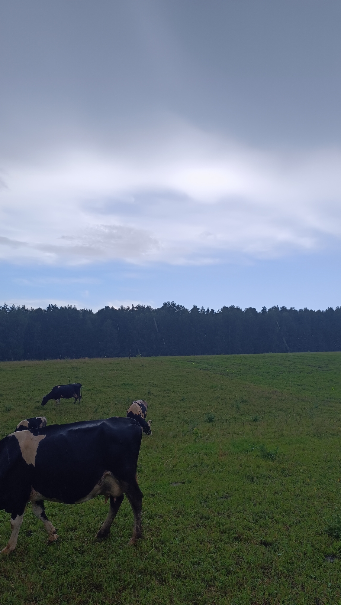 The image depicts a rural landscape with a field of green grass under a cloudy sky. In the foreground, a black and white cow is standing and facing away from the camera. Further in the background, two other cows are visible, one grazing and the other facing away. A dense line of dark trees forms the horizon, separating the field from the sky. There are faint vertical lines across the trees, suggesting it might be raining lightly. The overall impression is of a serene, overcast day in a pastoral setting. This image does not show any identifiable landmarks or features that would place it in the city of Karsha, Russia, or any other specific city.