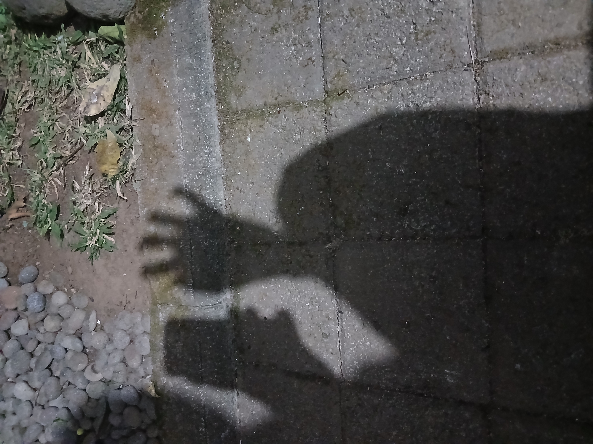 The image shows the shadows of two people cast on a concrete sidewalk. One shadow, on the left, appears to be holding a phone. The other shadow, larger and more prominent, is in the center and appears to be gesturing with its hand. In the background, there are rounded stones and dry grass. The scene is likely outdoors, possibly in a park or public space in Sekarputih, Indonesia, given the concrete paving and natural elements. The lighting suggests it is either early morning or late evening.