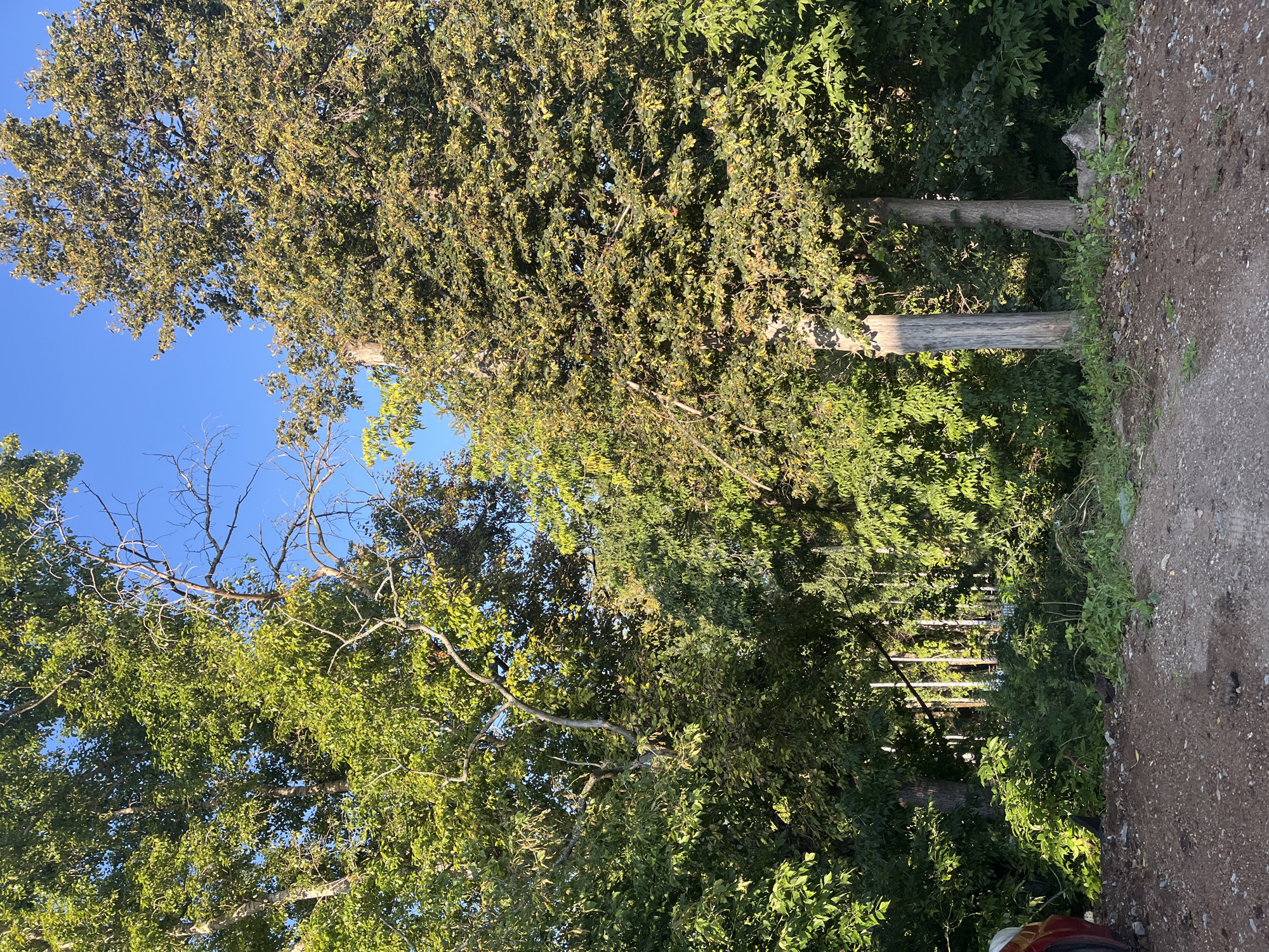 A vertical, medium shot captures a dirt path leading into a dense forest. The path is composed of gravel and dirt with scattered rocks and debris. The forest is dominated by tall trees with lush green foliage, some of which show early signs of autumn color. The sky above is a clear, bright blue. Two wooden posts are visible on the right side of the path, standing amidst the undergrowth. On the far left, a portion of a red vehicle is partially visible. The scene suggests a rural or semi-rural setting on a sunny day. No people are present. This image was taken in Blagoveshchensk, Russia.