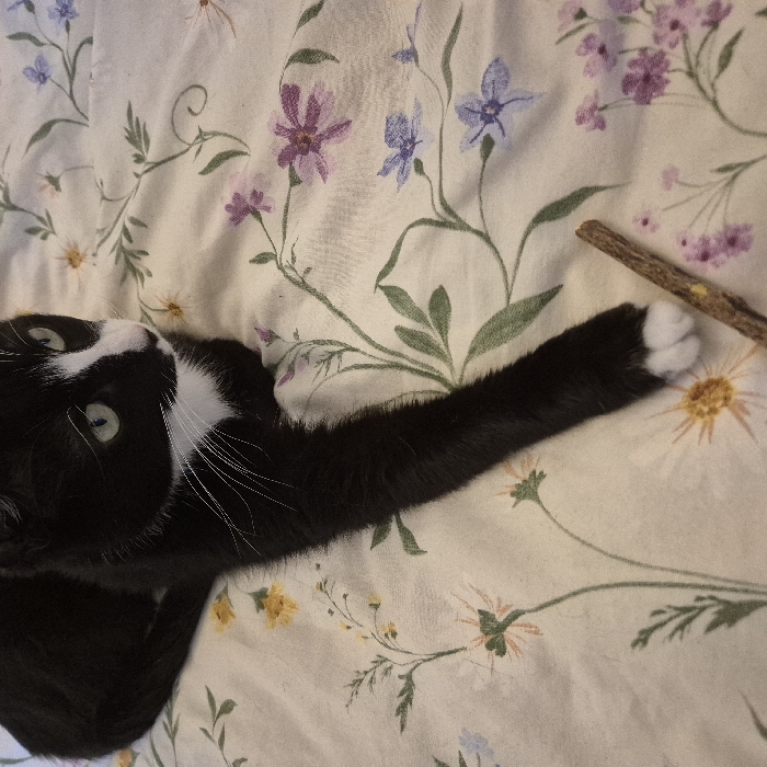 The image depicts a black and white tuxedo cat lying on a cream-colored fabric surface. The fabric is patterned with delicate pastel floral designs, including yellow, purple, blue, and green elements. The cat's left side is partially visible, with its head turned towards the right, featuring prominent green eyes and white whiskers. A patch of white fur covers its muzzle and chest. Its left front paw is extended forward, displaying white toes, positioned near a small, irregularly shaped brown stick or twig that lies diagonally across the lower right section of the frame. The scene is an indoor environment. The specific geographical location in Strasbourg, France, cannot be determined from the visual information presented.