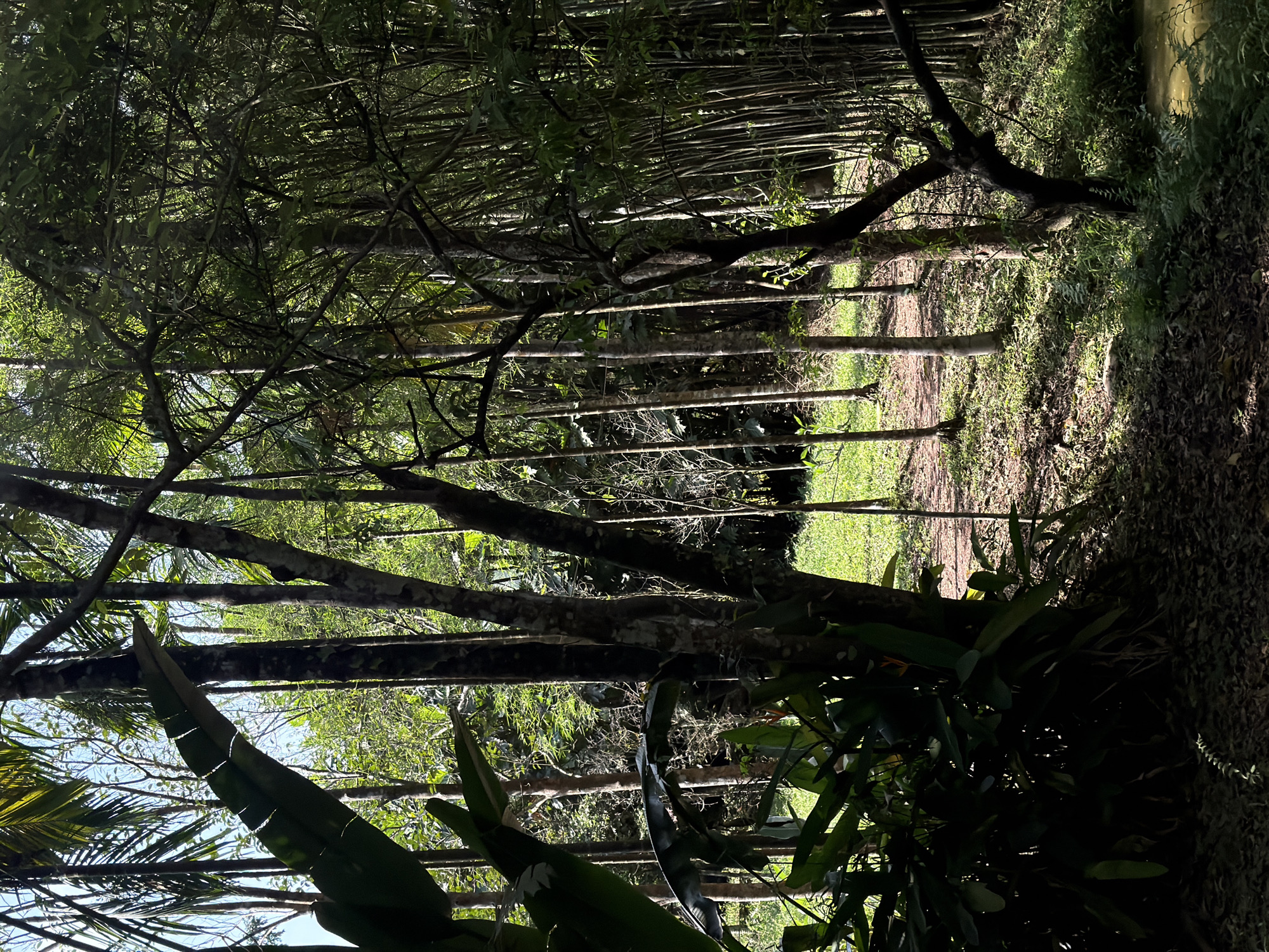 The image depicts a densely vegetated area in Thủy Xuân Ward, Vietnam. A dirt path runs through the center of the scene, lined by thin trees or bamboo. The lower portion of the frame is filled with larger leafy plants. Sunlight filters through the dense canopy above.
