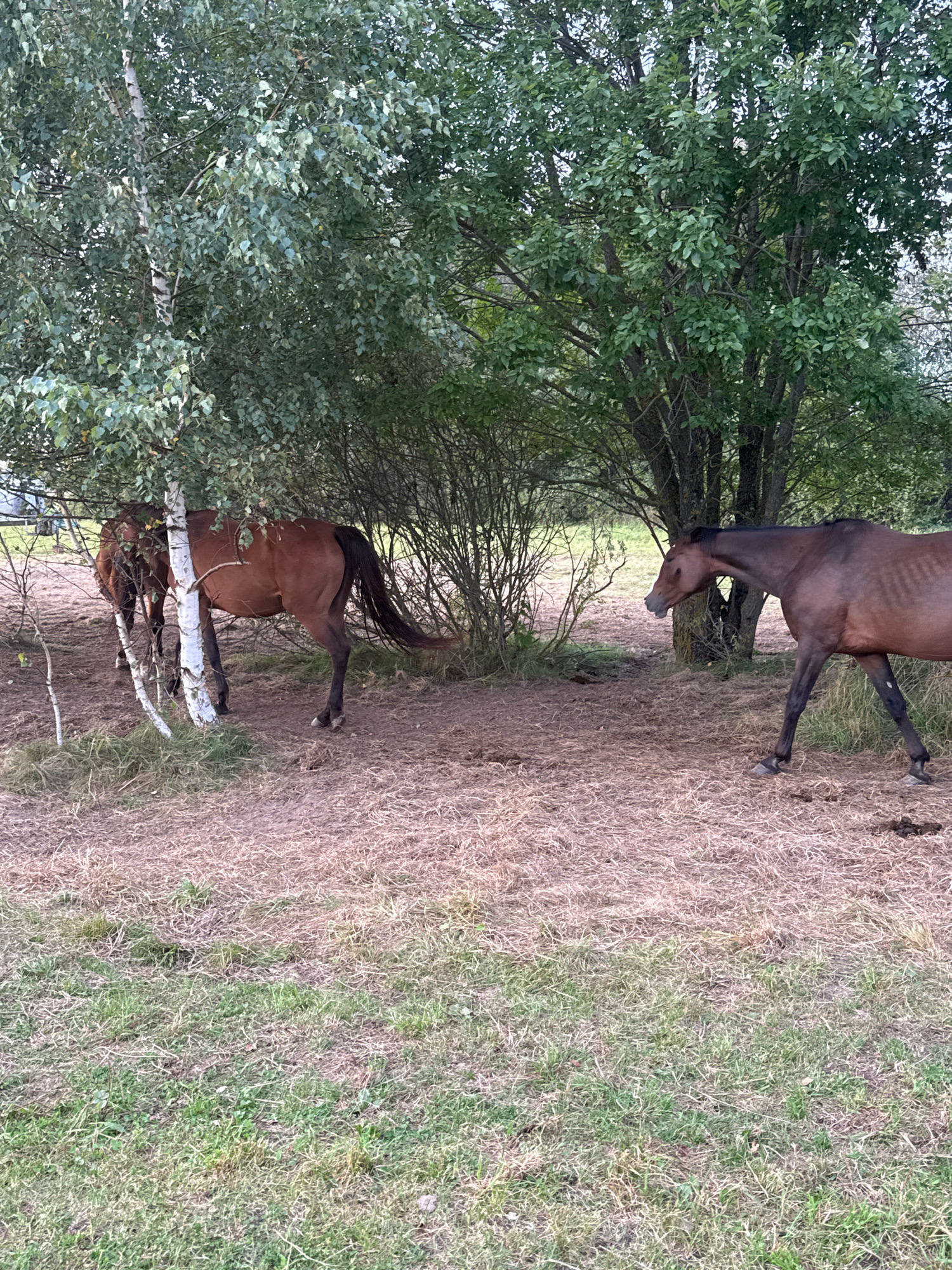 In Galinė, Lithuania, an outdoor scene features two horses in a natural setting. One brown horse is partially obscured by the trunk of a white-barked birch tree and dense foliage. The horse's hindquarters and tail are visible, with its head and front legs out of view behind the tree. Beside it, another horse, also brown, walks from right to left across the frame. Its head is lowered, and it appears to be moving through dry, matted grass and hay. The ground is a mix of dry earth and sparse vegetation. In the background, mature trees with green leaves create a canopy. The overall environment suggests a rural or semi-rural location with grazing animals.