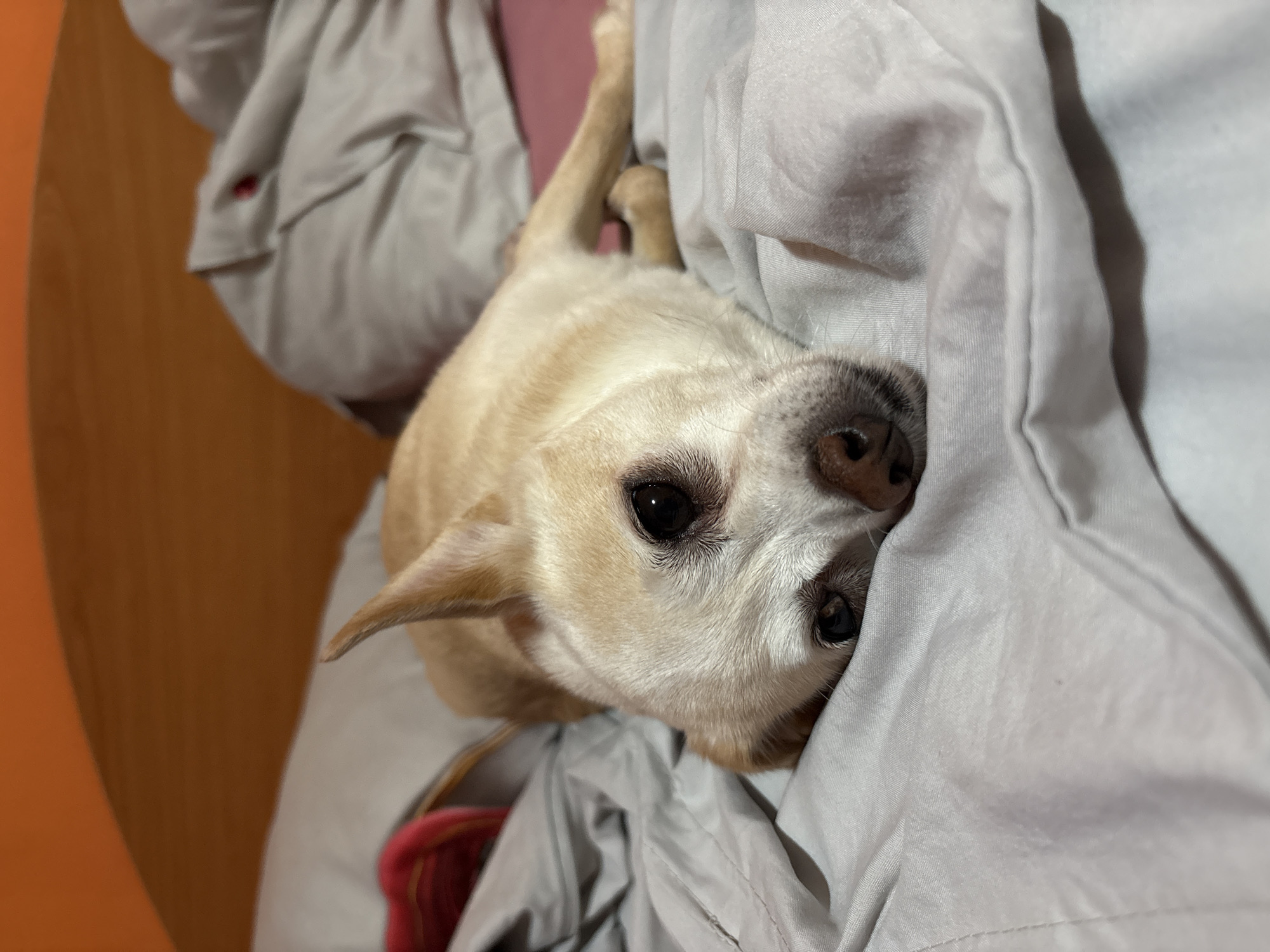 A tan chihuahua lies on a bed with grey sheets. The dog's head is to the left of the frame, with its eyes looking directly at the camera. Its body extends to the right, with its hind legs tucked underneath it. The background is blurred, but appears to be a wooden headboard and an orange wall. The scene is lit by an overhead light source, casting soft shadows on the dog and bedding. There is no indication of the location within the city of Vratsa, Bulgaria, as the image shows an indoor domestic setting.