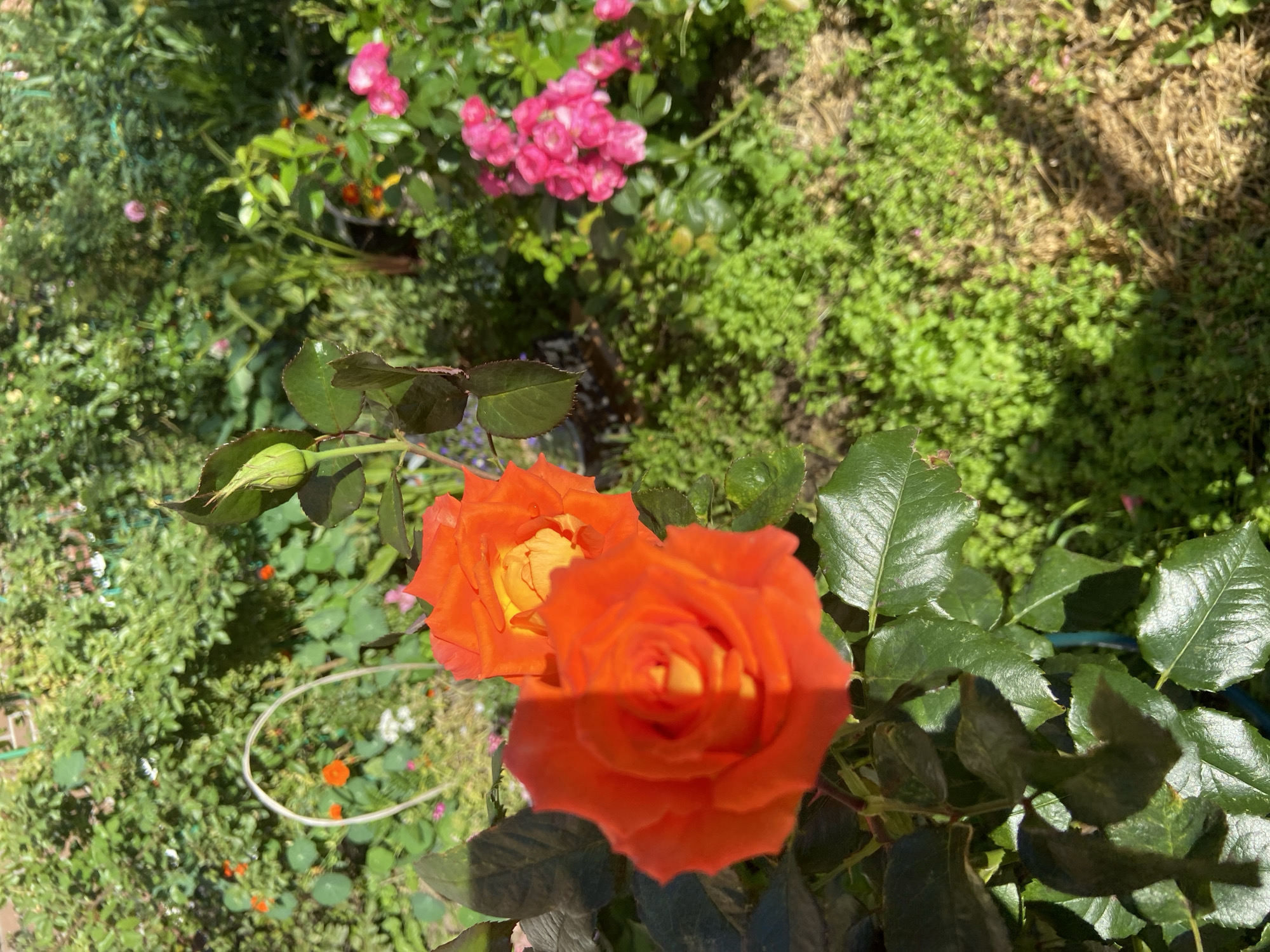 In the foreground of the image, two vibrant orange roses are in focus. The rose on the left is partially obscured by its leaves and the shadow of its petals, revealing a gradient of orange and yellow. The rose on the right is fully visible, its petals displaying a similar blend of orange and yellow. A closed rose bud, with a greenish-brown hue, is situated above and to the right of these blooms. Lush, dark green leaves surround the roses.
In the background, a dense green bush forms a backdrop. Scattered throughout the bush are hints of smaller, bright orange flowers and clusters of pink flowers. The ground beneath the foliage is covered in a carpet of small, green plants and dry, brown grass. The scene is illuminated by natural sunlight, casting shadows on the leaves and roses, suggesting it is daytime.
There are no people or animals present in the image. The setting appears to be a garden. The image does not contain any discernible information that would place it specifically in Balashikha, Russia, or any other specific geographic location.