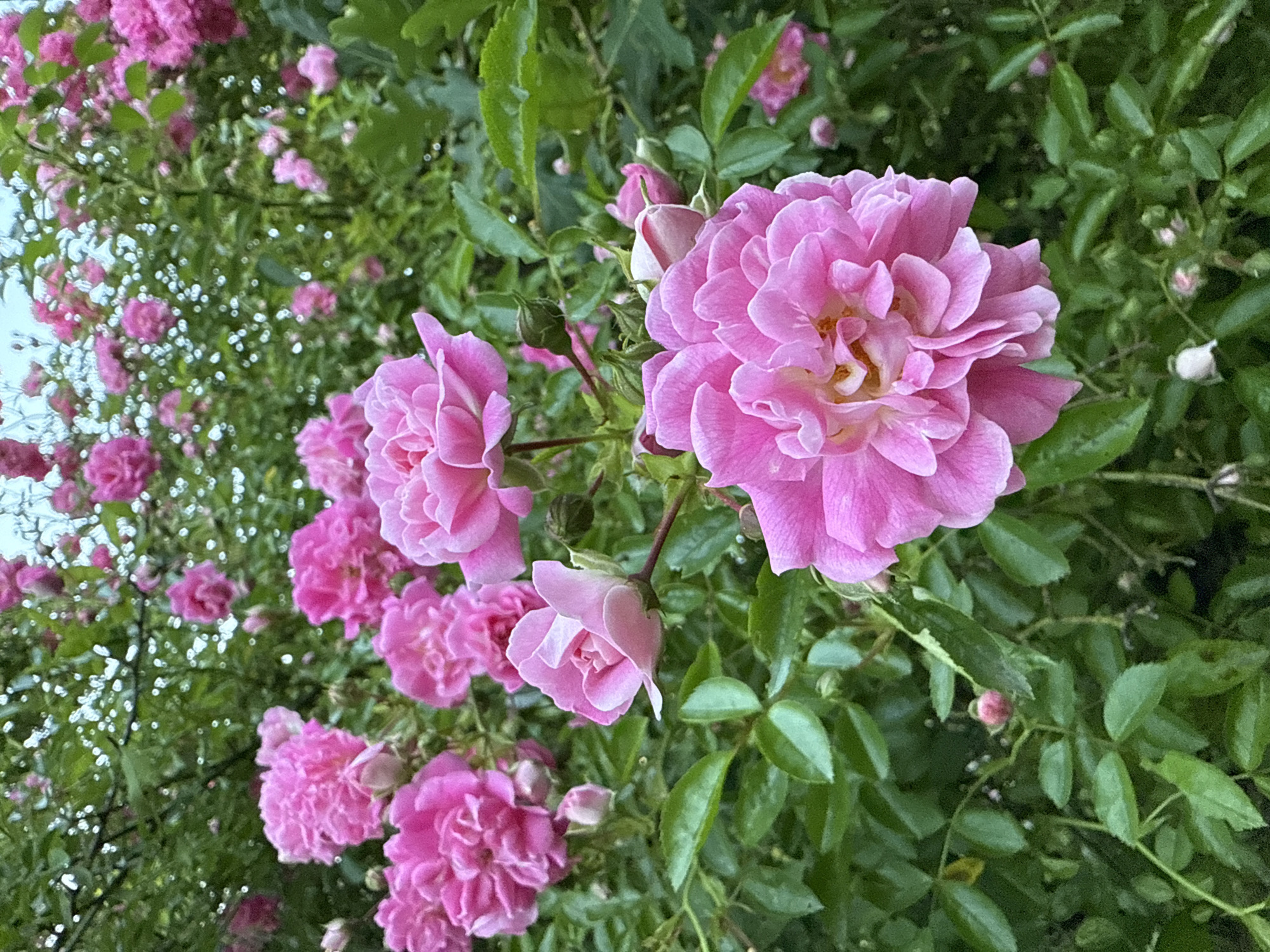 A close-up, eye-level, vertical shot captures a cluster of vibrant pink roses in full bloom, intermingled with lush green foliage. The roses, varying in size and openness, showcase delicate petals with subtle variations in hue. Some roses are tightly budded, hinting at future blooms, while others are fully unfurled, revealing their intricate centers. The background is a soft blur of more pink roses and green leaves, suggesting a dense rose bush or garden. The lighting appears natural, possibly overcast, as there are no harsh shadows. There are no people or animals visible in the image. The scene is one of natural beauty, likely a garden or park. The location in Kroyanskoye, Russia, is not evident from the visual content alone.