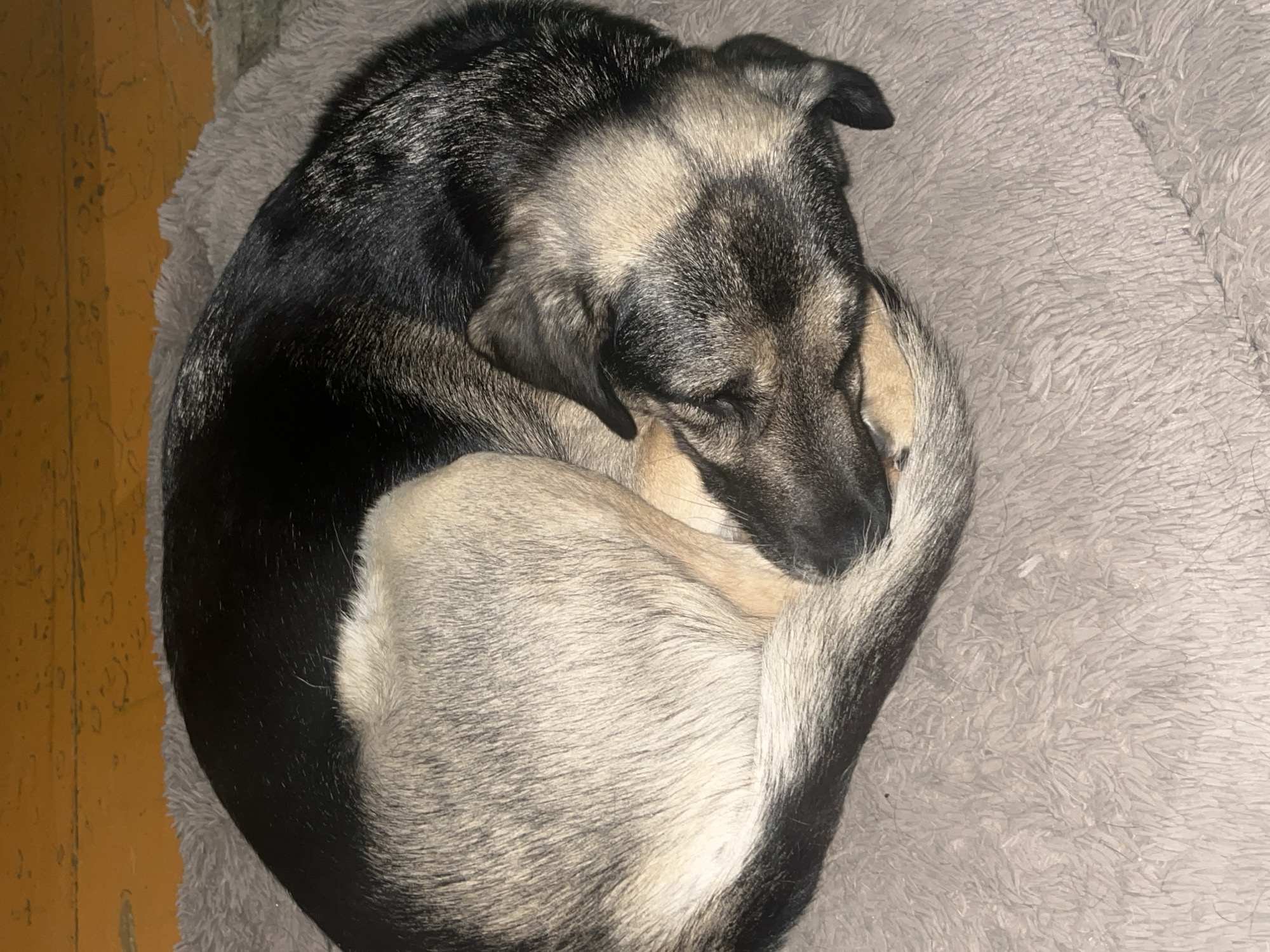 A dog sleeps curled up on a fluffy gray blanket. The dog's fur is a mix of black, tan, and gray. Its head is tucked under its body, and its tail is wrapped around its torso. The dog is lying on a gray, shaggy blanket. In the background, a yellow surface with a textured pattern is visible. This appears to be a floor or a wall. There is no indication of the city of Nizhny Tagil, Russia in this image.