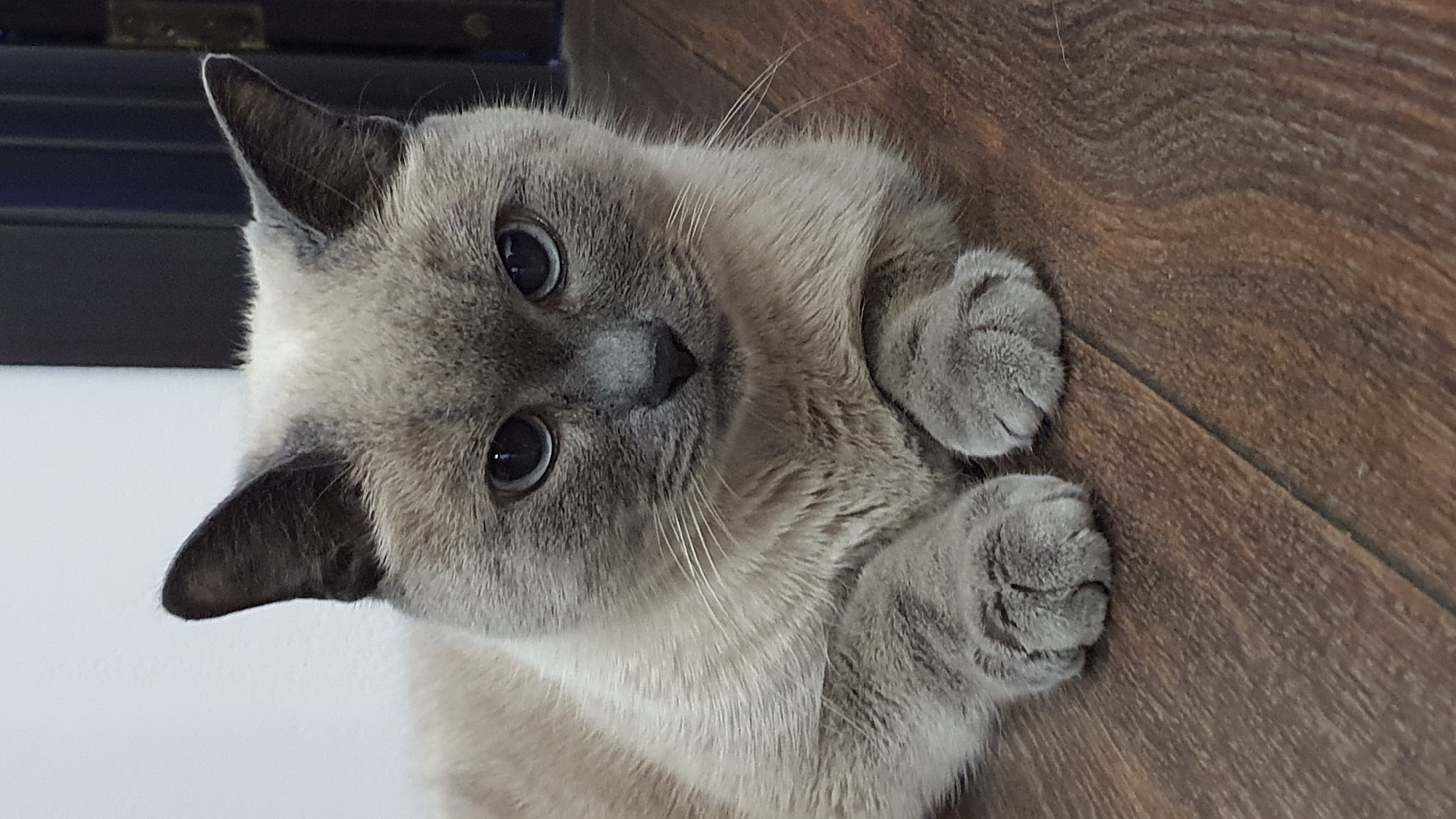 A Siamese cat with blue eyes is lying on a wooden floor. The cat is looking directly at the camera. The cat's fur is light brown with darker brown points on its ears, face, and paws. The background is blurred, but it appears to be an indoor setting. There is no indication of the cat's location in the city of Krasnoyarsk, Russia.