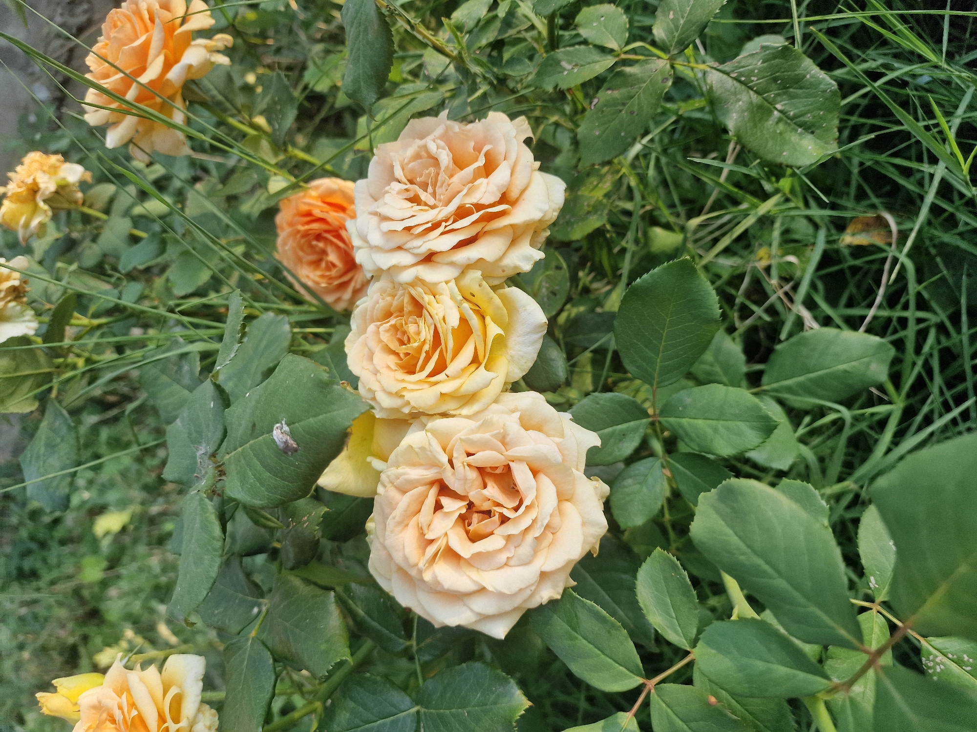 In Kursavka, Russia, a close-up shot captures a cluster of light orange and yellow roses blooming amidst lush green foliage. Three prominent roses are in focus in the foreground, their petals unfurling in intricate layers. The roses are a soft, peachy-orange hue, with some of their outer petals appearing almost cream-colored. Behind them, another slightly darker orange rose is visible, and further in the background, a single yellow rose is partially obscured by leaves. The surrounding environment is characterized by dense, dark green leaves and blades of grass, suggesting a garden or natural setting. The lighting appears to be natural, possibly from early morning or late afternoon, casting a gentle glow on the flowers.