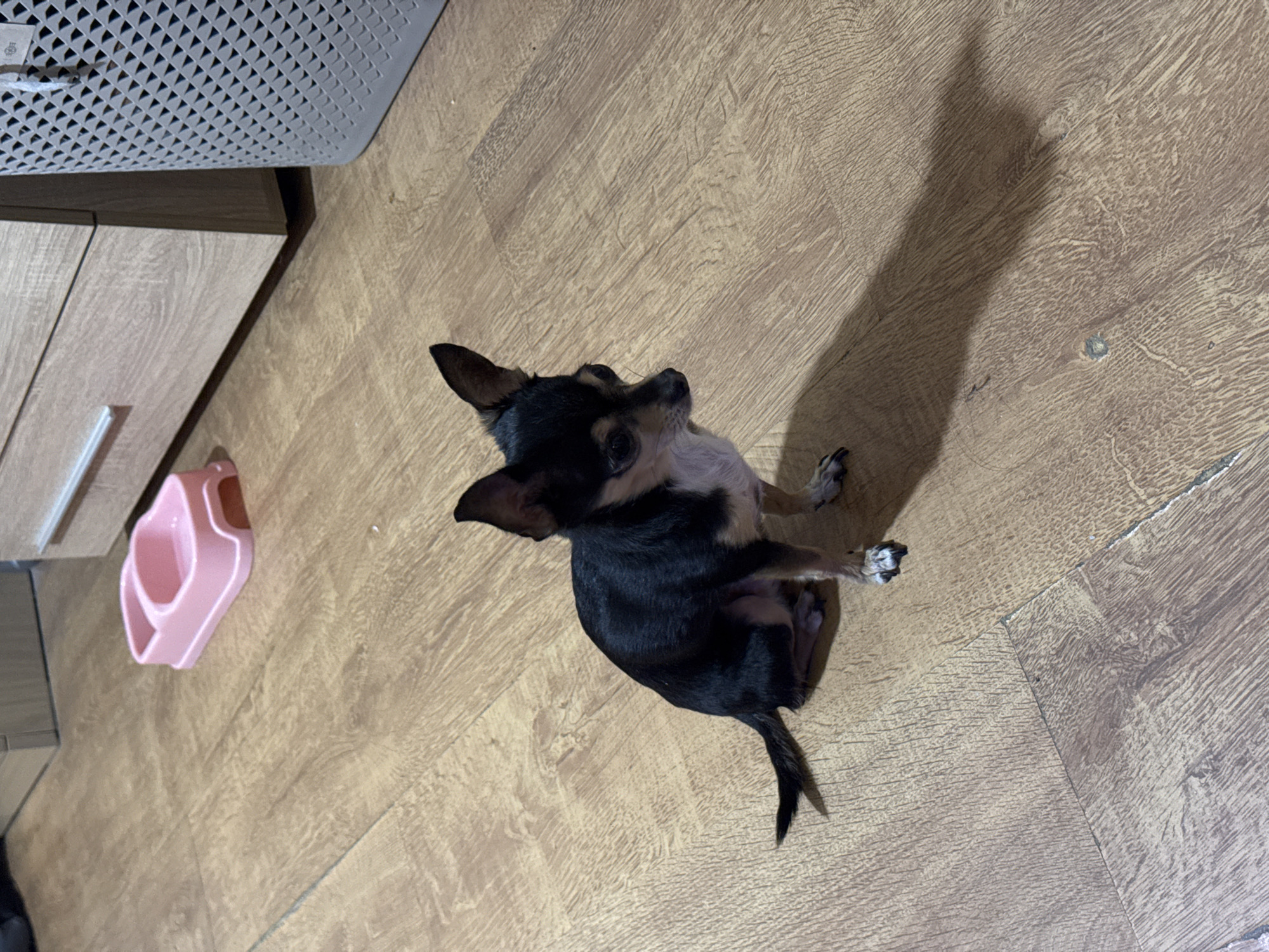 A small, black and tan Chihuahua dog is sitting on a wood-effect floor. The dog is facing to the right and looking slightly down. Its tail is curled slightly. In the background, there is a pink pet bowl, a light-colored dresser with a drawer, and a grey laundry basket. The scene appears to be indoors, possibly in a residential setting, with no indication of a specific location in Sofia, Bulgaria.