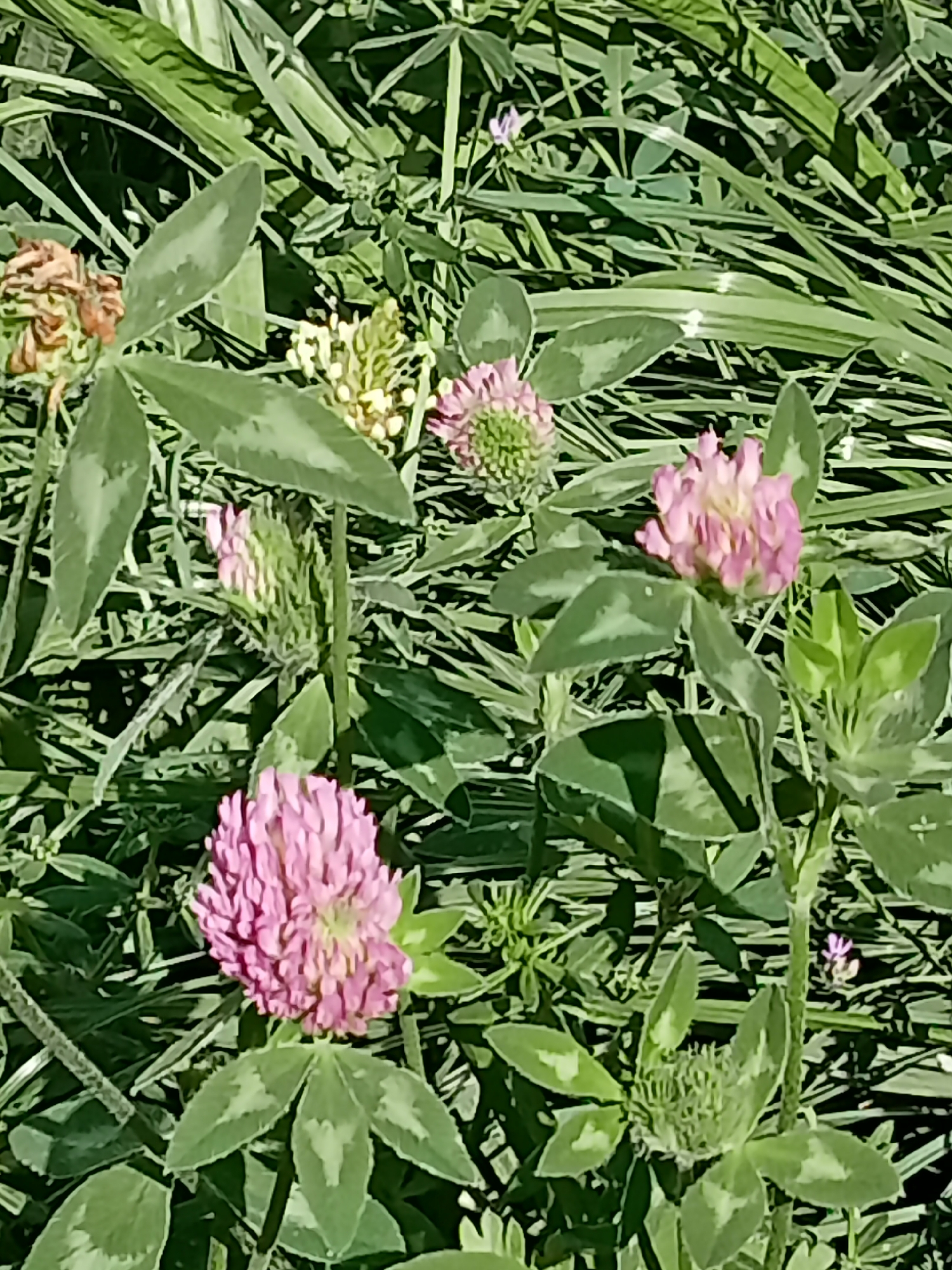 The image shows a close-up of several pink and white clover flowers interspersed with green clover leaves and grass. The lighting suggests it is daytime. The scene is a patch of vegetation, likely a meadow or park area. There is no indication of any specific location within the city of Almaty, Kazakhstan.