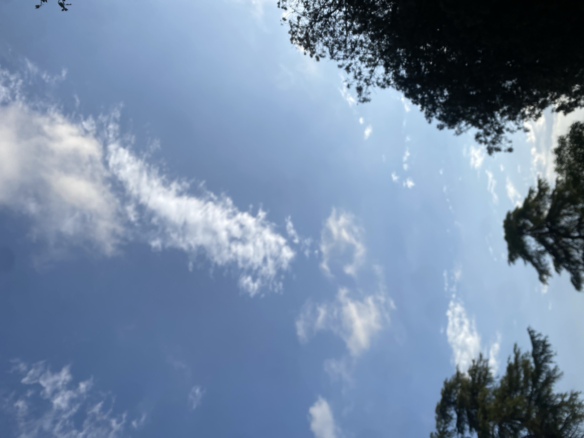 The image depicts a view of the sky with scattered clouds and silhouettes of trees. The sky is a clear blue, with wispy white clouds forming patterns across it. In the foreground, the dark silhouettes of trees are visible on the right and lower left sides of the frame, obscuring the lower portion of the image. The overall impression is of an outdoor scene, possibly taken from a low angle looking up. There are no people, actions, or interactions visible. The location in Genoa, Italy, is not discernible from the visual elements of the image.