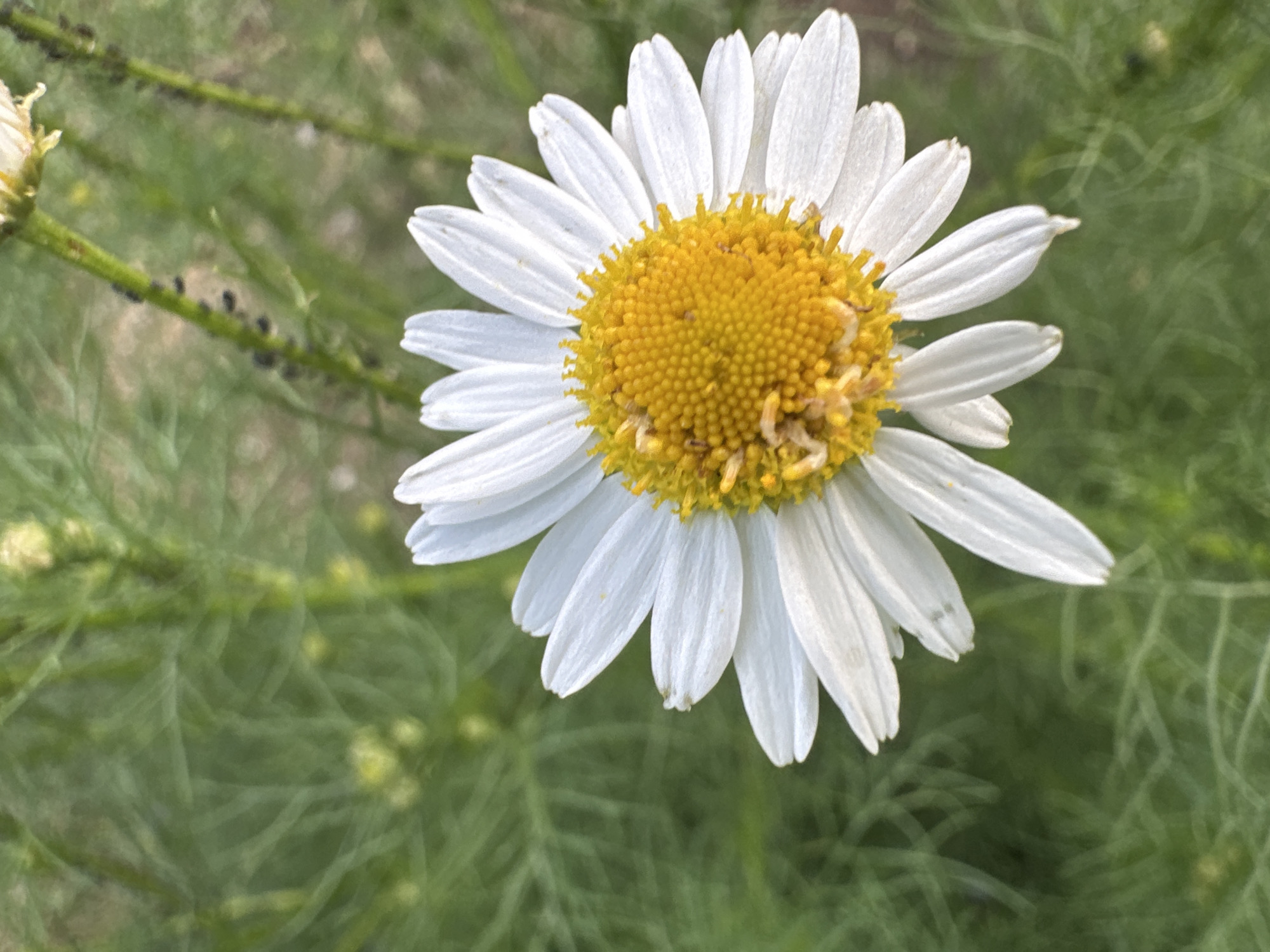 The image is a close-up, eye-level shot of a single white daisy with a bright yellow center, set against a blurred background of green foliage. The daisy is the primary subject, positioned slightly off-center to the right and filling a significant portion of the frame. Its white petals are delicate and arranged in a circular pattern around the textured, seed-filled center. Some of the petals appear slightly wilted or damaged, suggesting the flower might be nearing the end of its bloom cycle.
The background consists of feathery, bright green leaves and stems, some of which are out of focus, creating a bokeh effect that highlights the sharpness of the daisy. In the upper left quadrant, a thin green stem is visible, dotted with numerous small, dark, oval-shaped insects, likely aphids. These insects are also present in smaller numbers on other stems. The overall lighting suggests it might be daytime, possibly late afternoon or early morning, given the soft illumination and lack of harsh shadows. The presence of the insects and the natural setting imply an outdoor environment, likely a garden or a field in a rural or natural area. There is no visible text in the image. The scene evokes a sense of natural beauty and the delicate, sometimes resilient, nature of flora, as well as the common occurrence of insect life on plants.