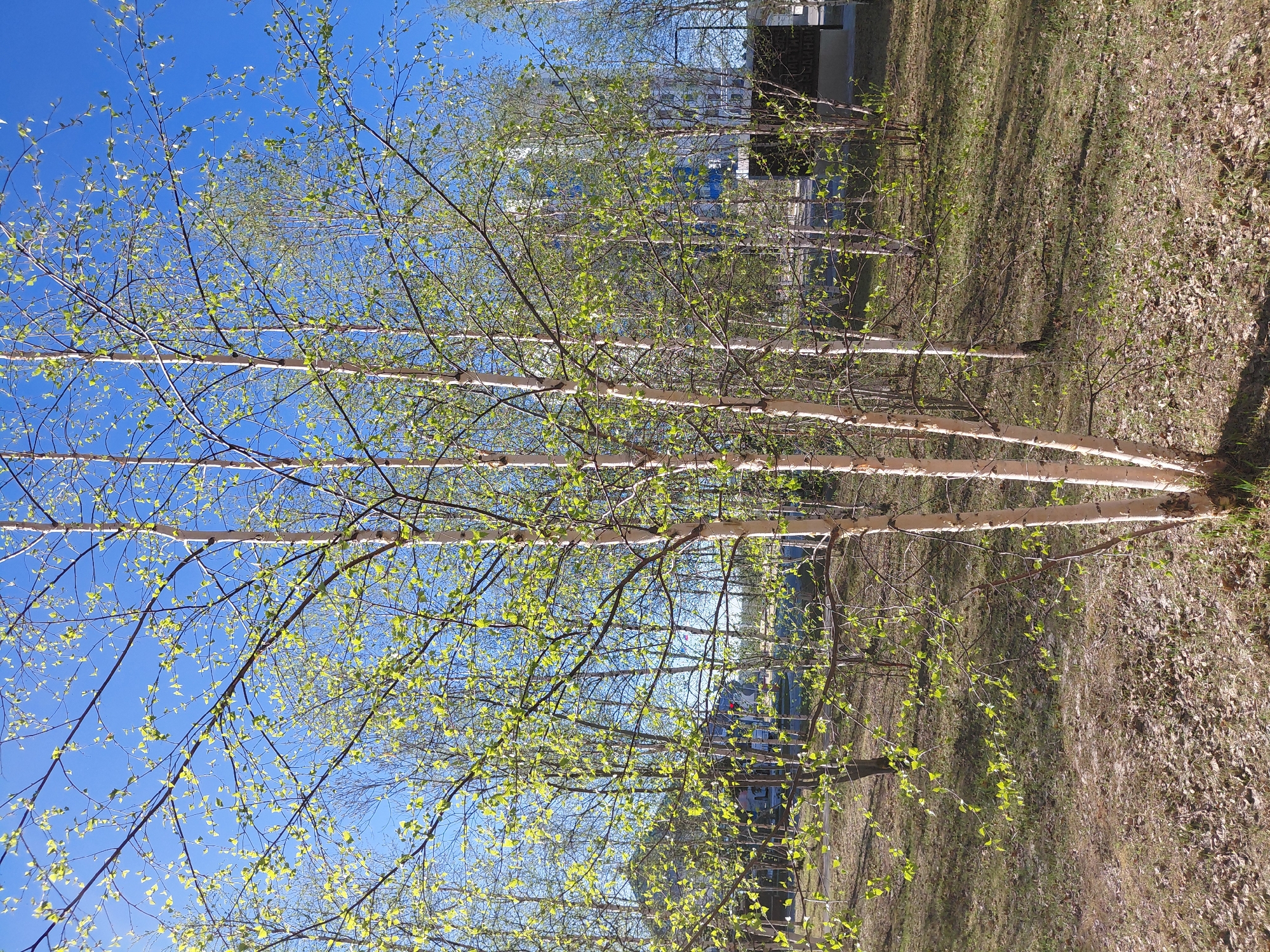 This bright outdoor photograph, taken in Nadym, Russia, captures a serene scene of birch trees in early spring. The image is presented with a vertical orientation. Several slender birch trees, characterized by their striking pale, almost white, peeling bark, dominate the left and central parts of the frame. Their numerous delicate branches are adorned with a multitude of small, vibrant green leaves, indicating the very beginning of the spring season.
The upper portion of the image is filled with a vast, cloudless, deep blue sky, suggesting clear and sunny weather. In the lower and right parts of the foreground, the ground is covered with dry, light brown grass and scattered fallen leaves, a common sight in the transition from winter to spring before the ground vegetation fully revives.
In the mid-ground, peeking through the sparse branches, are distant, light-colored buildings with visible windows, reflecting the bright sunlight. These structures suggest an urban or suburban setting. The overall atmosphere conveys a sense of renewal, freshness, and the natural beauty of springtime. There are no people or discernible text in the photograph. The strong, clear light implies it is likely morning or early afternoon.