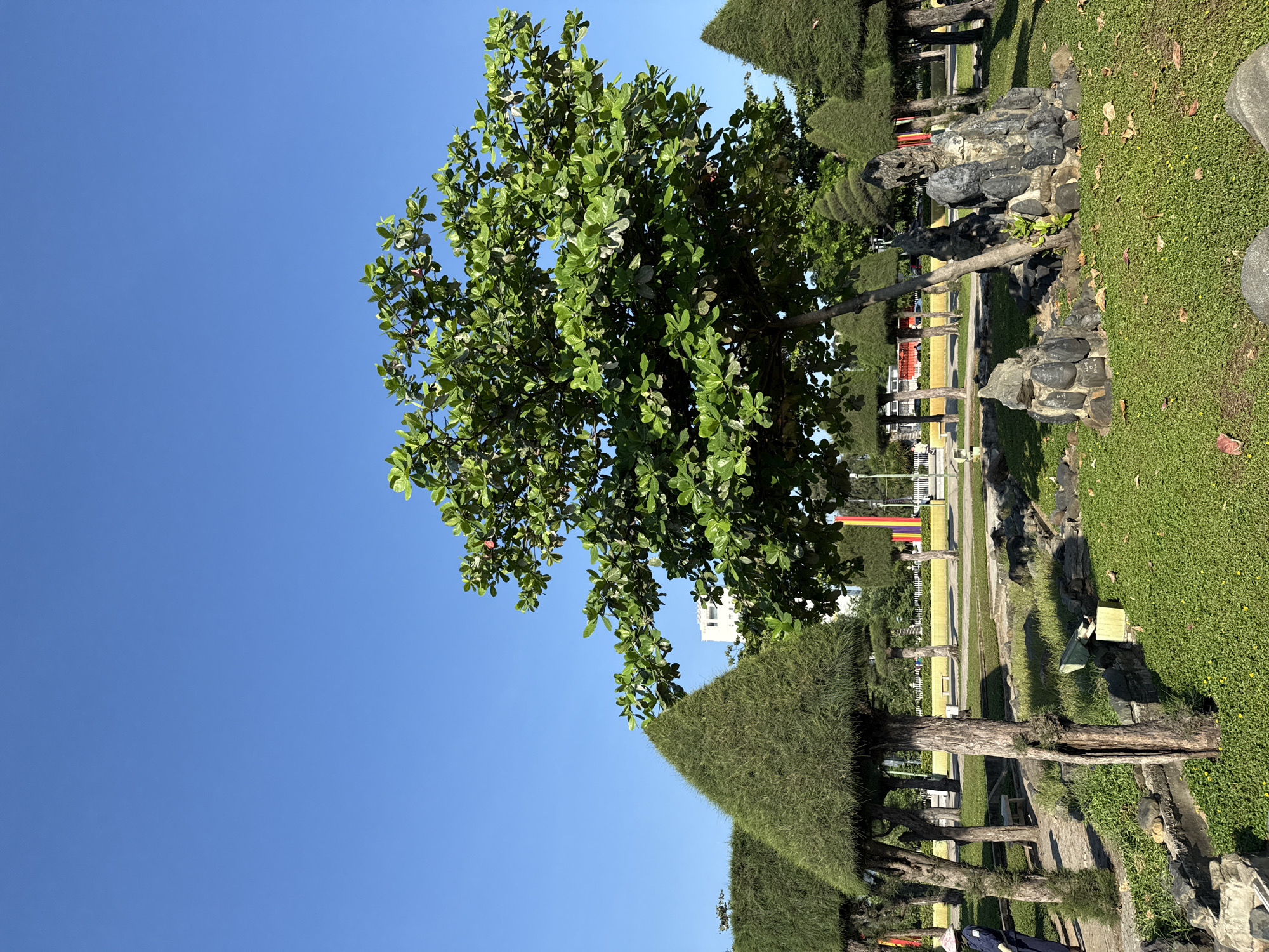 The image depicts a park scene in Nha Trang, Vietnam, characterized by a clear blue sky overhead. In the foreground, a cluster of rocks is arranged in a naturalistic setting on a patch of green grass. A tree with lush green foliage stands prominently to the right, its branches extending into the frame. Behind it, several trees are meticulously shaped into conical forms, creating a visually structured element in the park's landscape. In the background, a white building is visible, suggesting an urban environment beyond the park. Further in the distance, colorful vertical banners are displayed, adding a touch of vibrancy to the scene. The overall atmosphere is serene and well-maintained, indicative of a public recreational space.