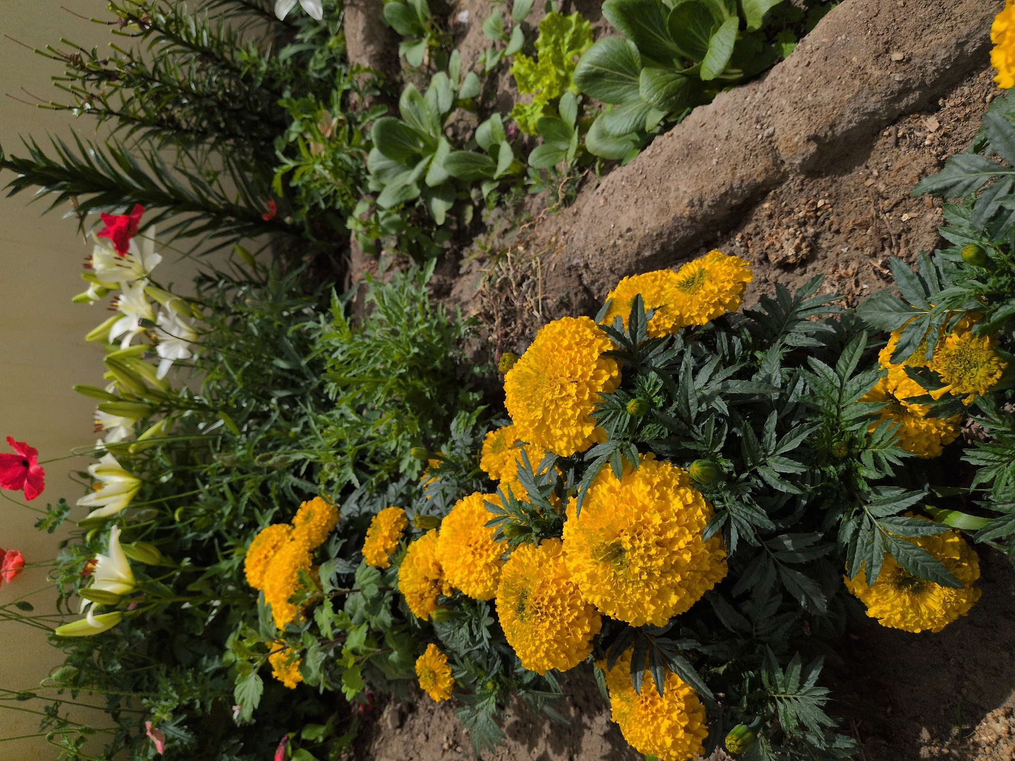 In a garden setting, likely in the city of Leh, India, a variety of flowers are in bloom. The foreground is dominated by a cluster of bright yellow marigolds with dense, ruffled petals. Their dark green, feathery leaves create a stark contrast. Behind them, white lilies with yellow centers are visible, their petals elegantly unfurled. Scattered among the lilies are vibrant red poppies, adding a bold splash of color. The garden appears to be on a slightly elevated bed of soil, with some rough, light-brown soil visible. In the background, a tall, dark green, spiky plant stands out, and further back, some leafy green plants are present, possibly vegetables like bok choy or lettuce. The lighting suggests it is daytime, with sunlight illuminating the flowers.