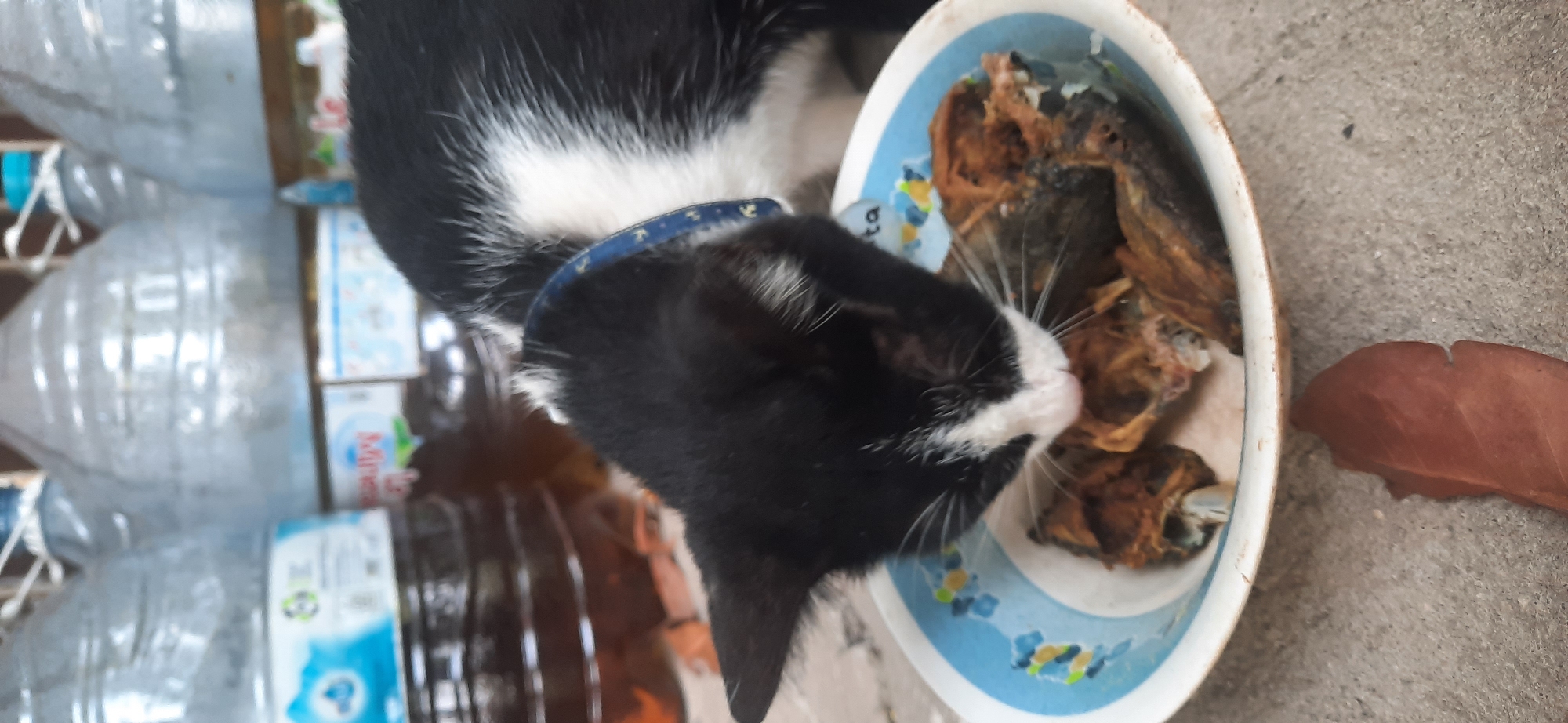 A black and white cat with a blue collar is eating from a bowl of fish. The cat is in the foreground, with its head lowered into the bowl. The bowl is white with a blue and yellow pattern around the rim. The fish are dry and appear to be whole or partially consumed. In the background, several large plastic water jugs are visible, along with what appears to be a concrete floor. A dry brown leaf rests on the floor in front of the bowl. The scene is outdoors.