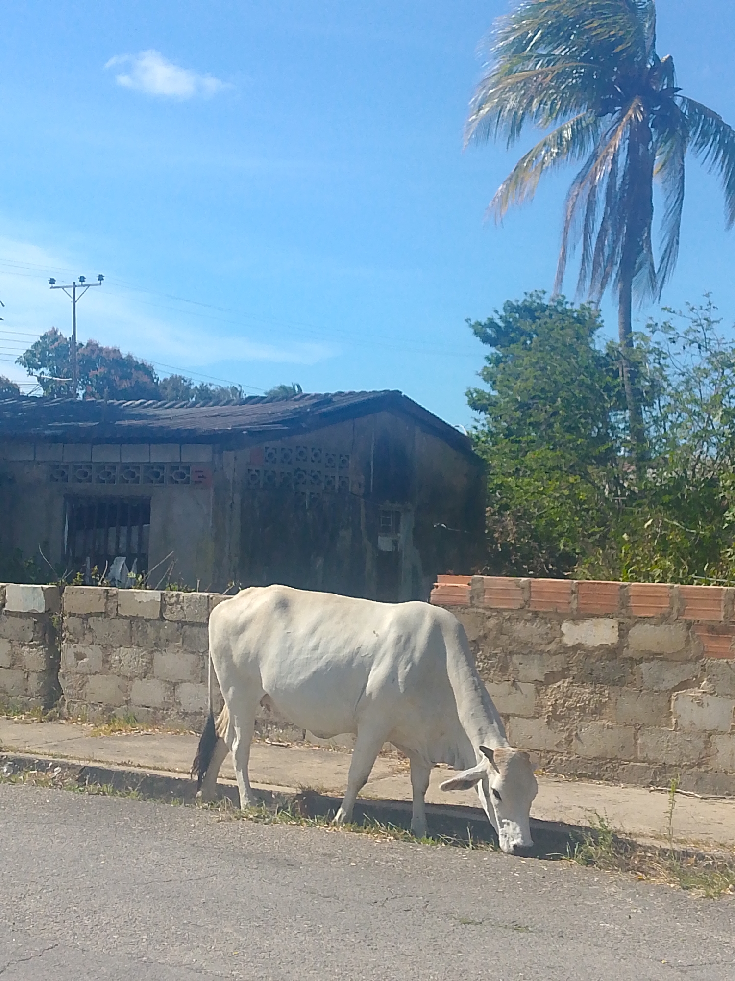 A white cow grazes on the side of a paved road in Juan Griego, Venezuela. Behind the cow is a low brick wall, and behind the wall is a building with barred windows and a dilapidated roof. In the background, a power line pole is visible, along with a palm tree and other trees. The sky is blue and clear.