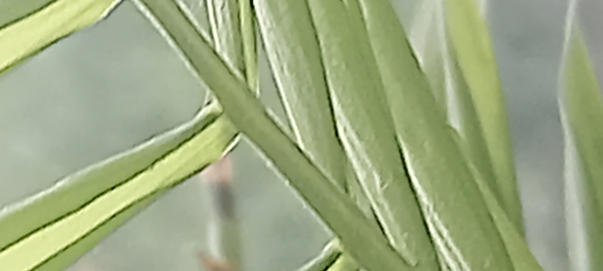 The image shows a close-up of green and light green leaves, possibly of a palm or similar plant. The background is blurry and indistinct, but appears to be a grey or light-colored surface. There is no discernible information in the image to indicate a location in Kryvyi Rih, Ukraine, or any other specific place. There are no people or actions visible. The focus is solely on the plant's leaves.