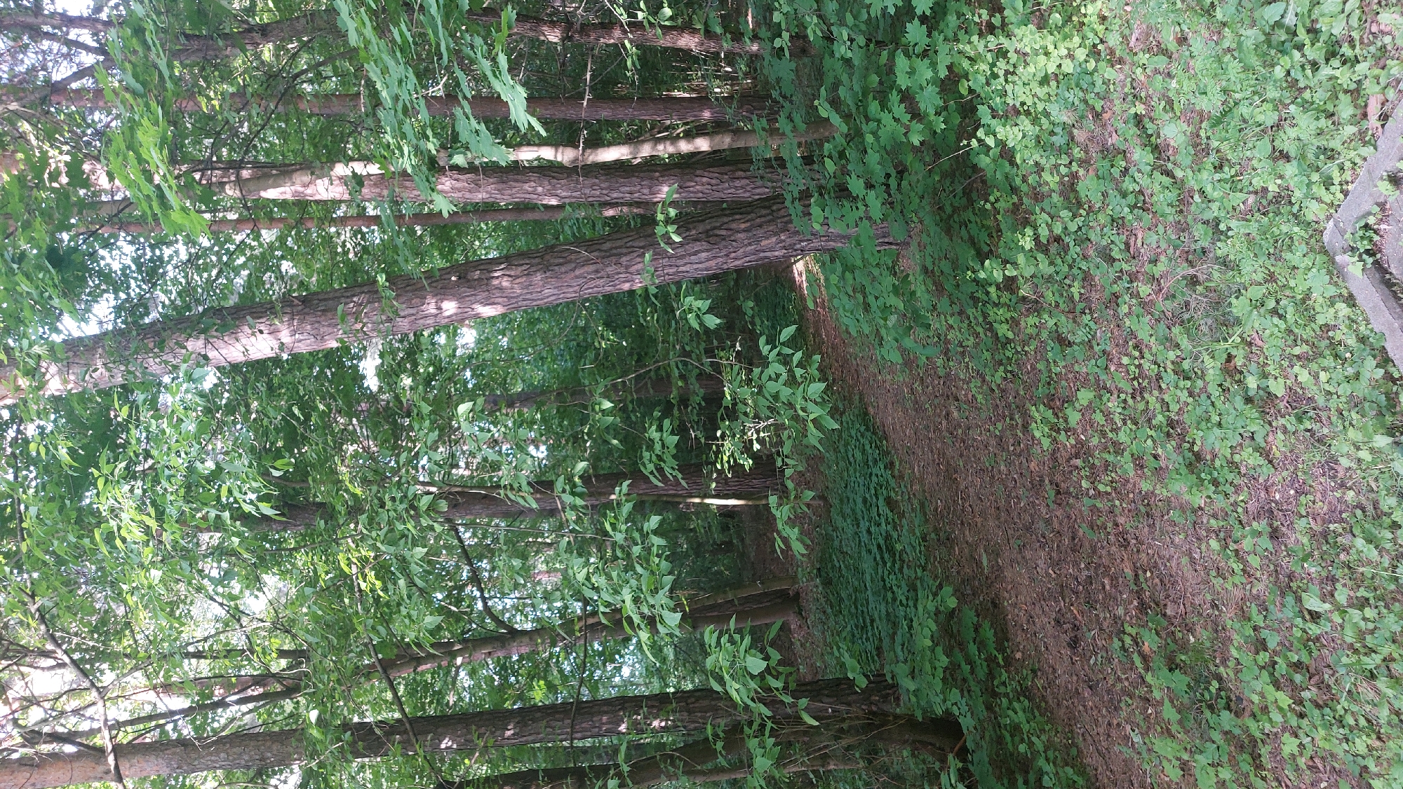 The image depicts a forest scene, likely within the city of Khimki, Russia. The focus is on a dirt path winding through the trees. The trees are mostly tall and thin with brown trunks and green leaves forming a dense canopy. The ground is covered with a mixture of brown leaves and green ground cover. A concrete structure is visible in the corner. There are no people or animals visible in the scene.