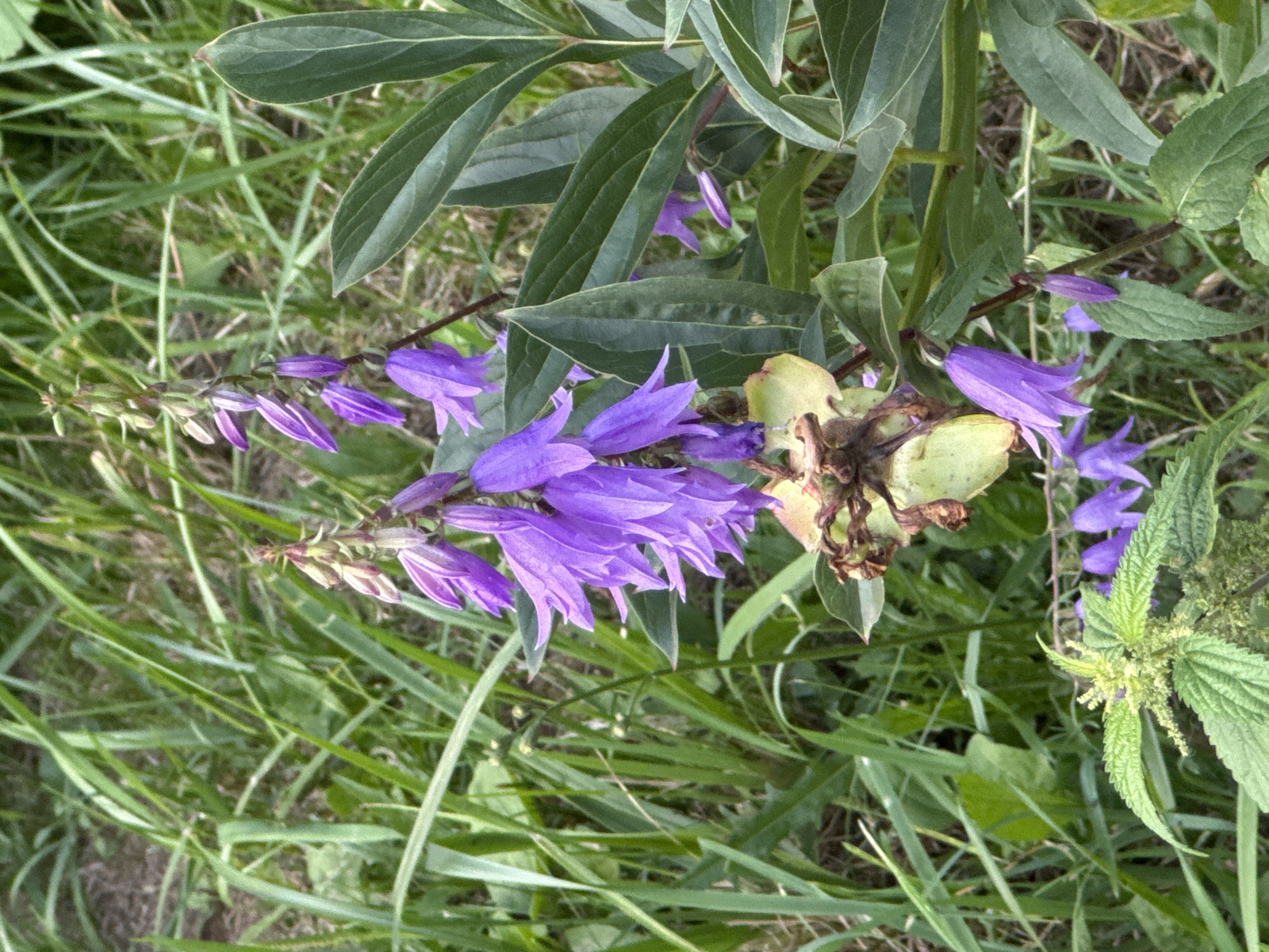 The image depicts a close-up view of bell-shaped purple flowers and green foliage, likely in a natural setting. The flowers are clustered on stems, with some in bloom and others appearing as buds or seed pods. Lush green grass and leaves form the background, suggesting an outdoor environment. There are no people or man-made objects visible in the scene. The lighting suggests it is daytime. The specific location of Domodedovo, Russia is not visually evident from the image itself and would require external information to ascertain.