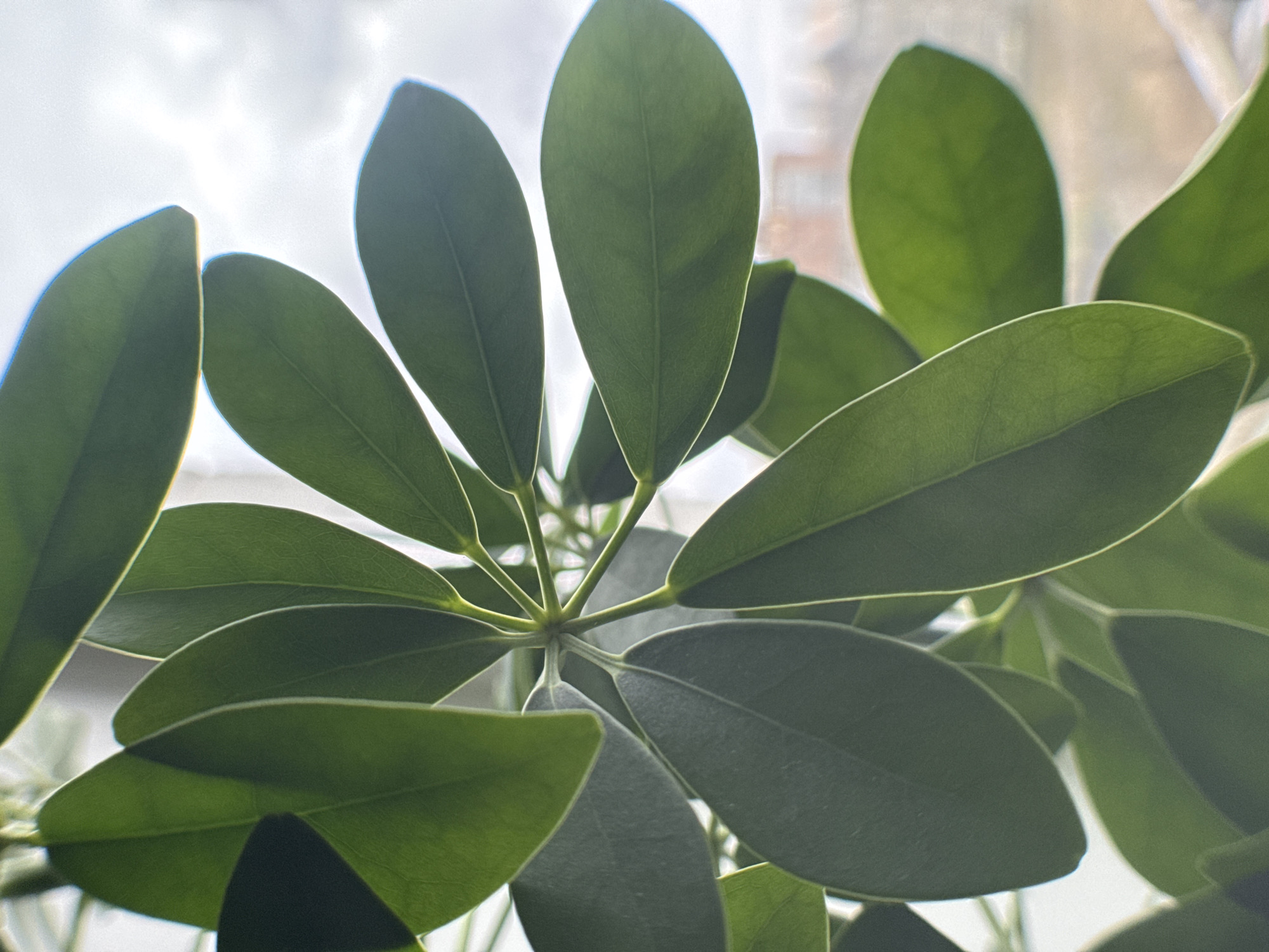 The image is a close-up shot of a houseplant with several green leaves. The leaves are oval-shaped and appear to be radiating from a central point. Light is visible through the leaves and from behind the plant, suggesting the presence of a window or other light source. The location of Novo-Nikol'skoe, Russia, is irrelevant as there is no detail in the image that allows for this geographic fact to be confirmed. There are no people, actions, or interactions visible in the image.