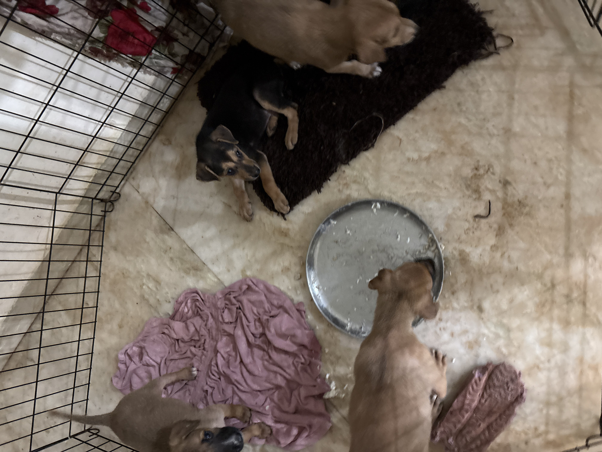 In Ashvem, India, four puppies are inside a wire enclosure. Two puppies are brown, one is black and brown, and another is a lighter brown. One brown puppy is standing near a pink cloth, looking down at the camera. Another brown puppy is eating from a metal dish on the floor. A black and brown puppy is lying on a dark brown rug, looking towards the camera. The fourth puppy, a lighter brown, is on the right side of the enclosure, with its head down, likely eating or drinking. The enclosure has a concrete floor with some dirt and debris. A red and white floral fabric is visible through the back of the enclosure.