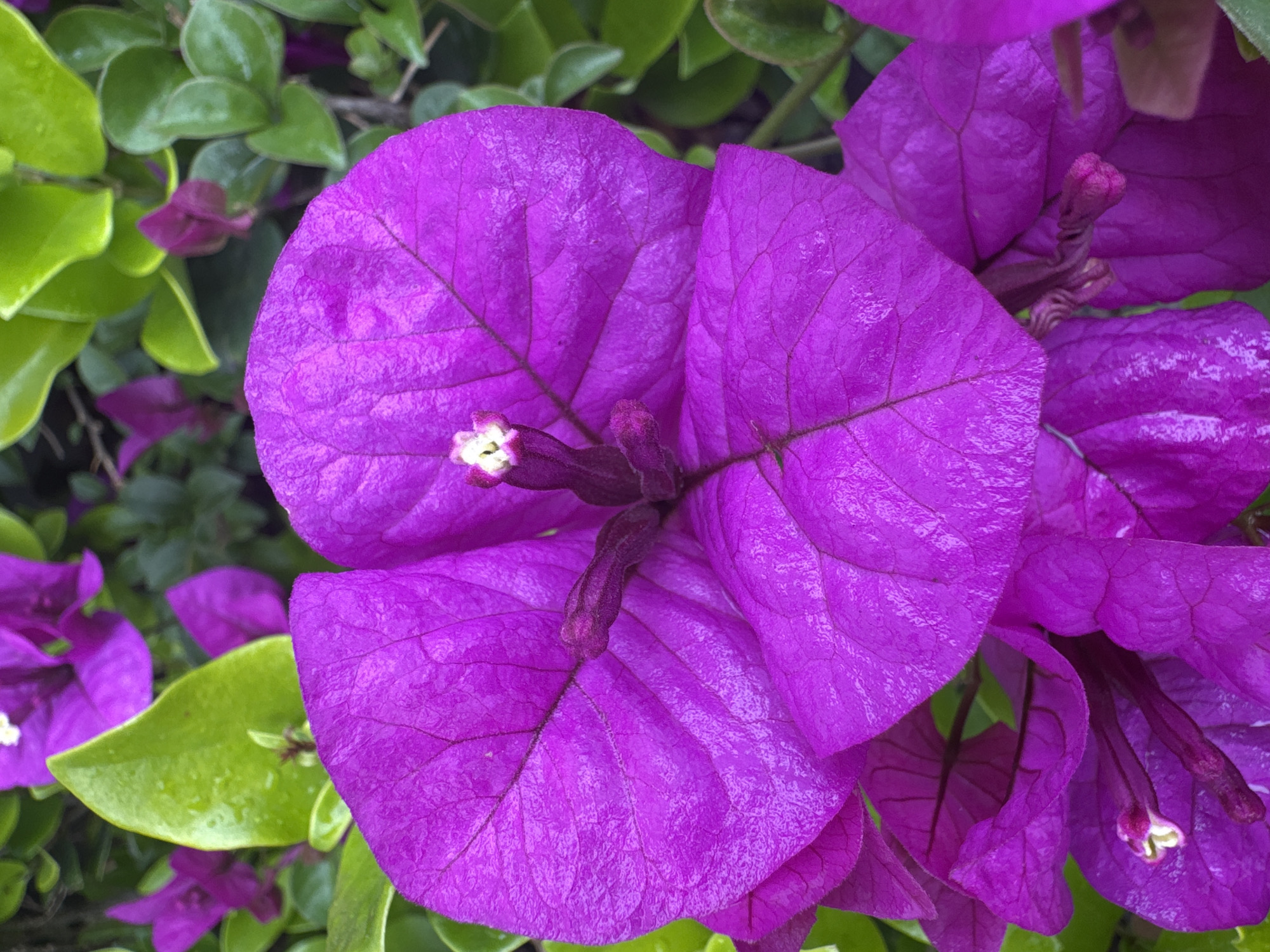 The image depicts a close-up view of bright purple bougainvillea flowers in bloom, with green leaves visible in the background. The flowers are clustered together, with the textured surfaces of the bracts and the darker lines of the veins clearly visible. The environment is lush and green. Without additional information or specific context, it is not possible to pinpoint the exact location as Jinjiang District, China.