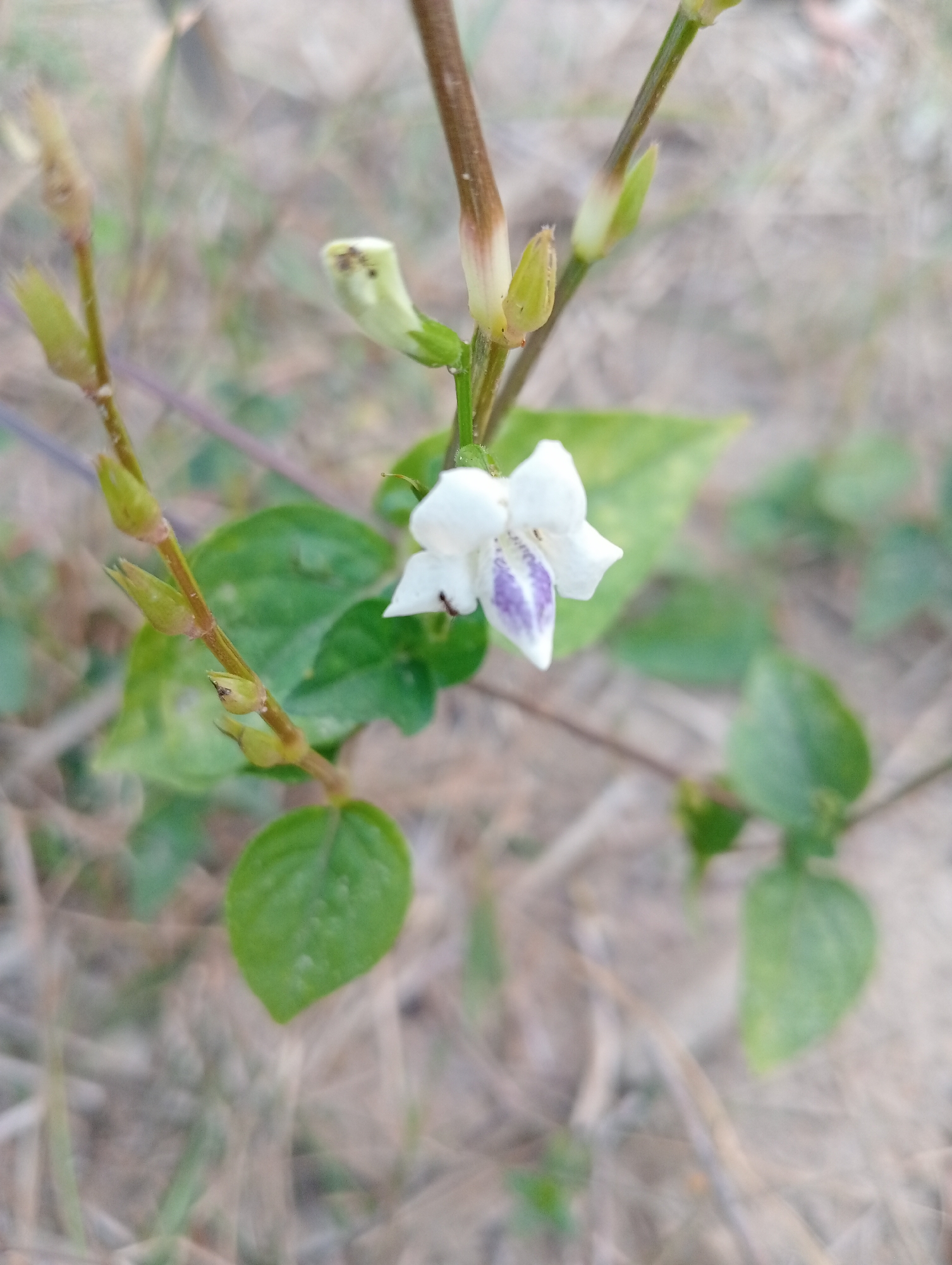 In the city of Kota Negara Timur, Indonesia, a single white flower with purple markings on its petals is in focus. The flower is on a stem with green leaves and is surrounded by a blurred background of dry grass and soil. The lighting suggests it may be daytime.
