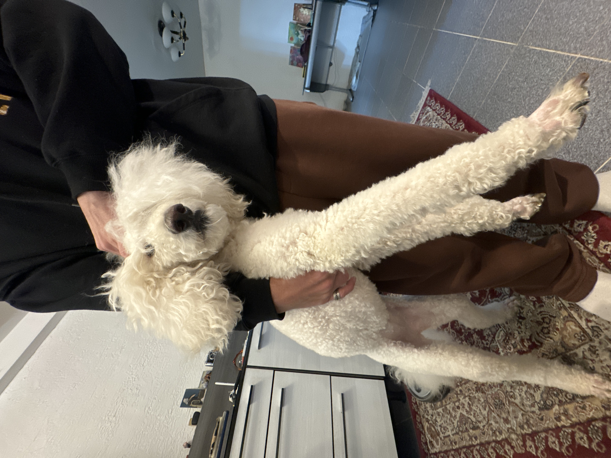 A person wearing a black hoodie and brown sweatpants is holding a white, medium-sized, fluffy dog with its legs outstretched. The dog's head is near the person's chest. The scene takes place indoors. Behind the person, there is a white wall, a white cabinet with gray handles, a gray tiled floor, and a red patterned rug. The location of this scene is not discernible within the image and there is no indication it is in Krasnoyarsk, Russia.