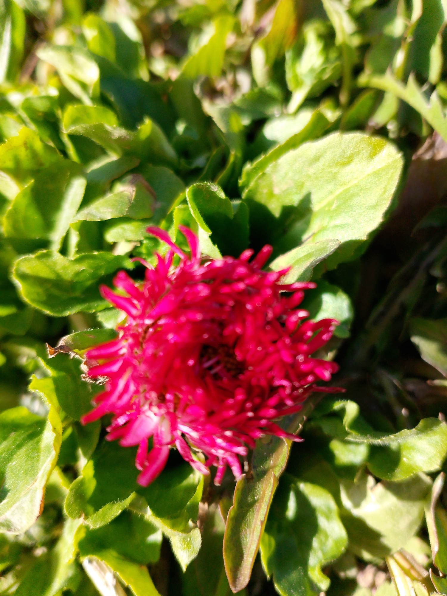 A close-up, slightly blurred image shows a bright pink flower surrounded by green leaves. The flower is densely packed with petals. The leaves are somewhat serrated. The location, Прикамский, Russia, cannot be verified from this image alone. There are no people present in the image. The scene is likely outdoors given the presence of plant life.