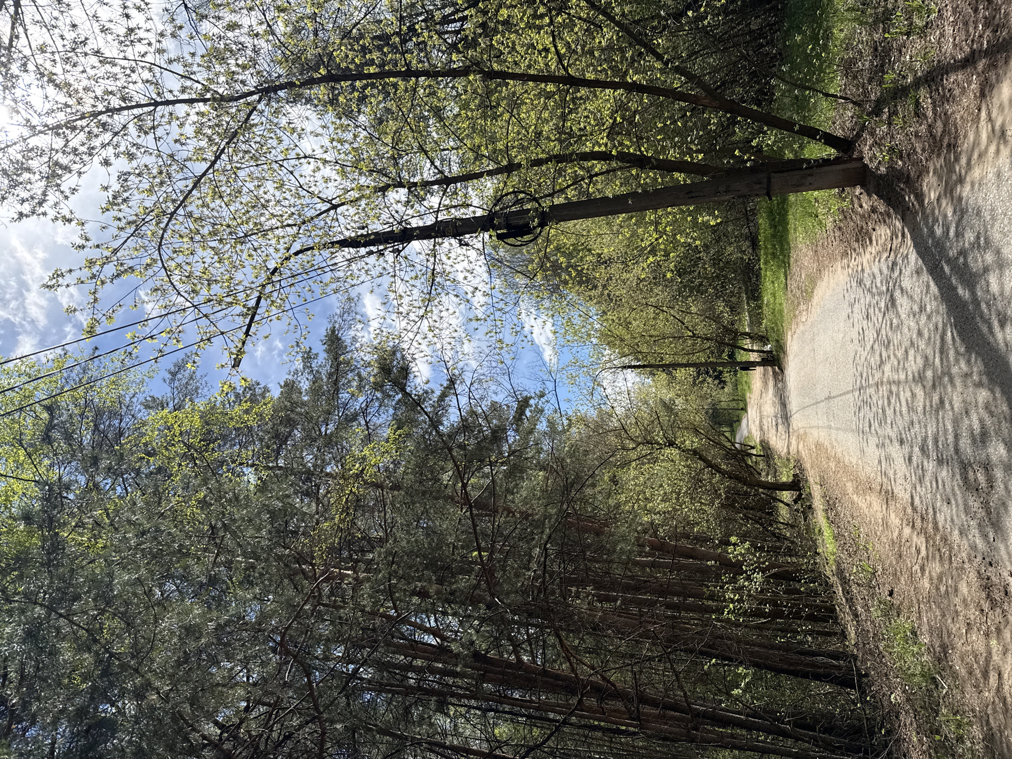 A horizontal, outdoor shot shows a paved pathway running through a forest. The path stretches from the bottom right corner, narrowing towards the center distance. The right side of the path is lined with a mix of dirt and short green grass.
On both sides of the path, trees stand tall, their branches arching over the pathway. The trees on the left appear to be pines, with darker green needles, while those on the right exhibit lighter green leaves indicating a deciduous type.
A utility pole stands perpendicular to the path, with wires strung overhead. The sky above is visible through the tree canopy. The sky is a mix of light blue and scattered white clouds. The overall lighting suggests it is daytime with sunlight filtering through the trees.