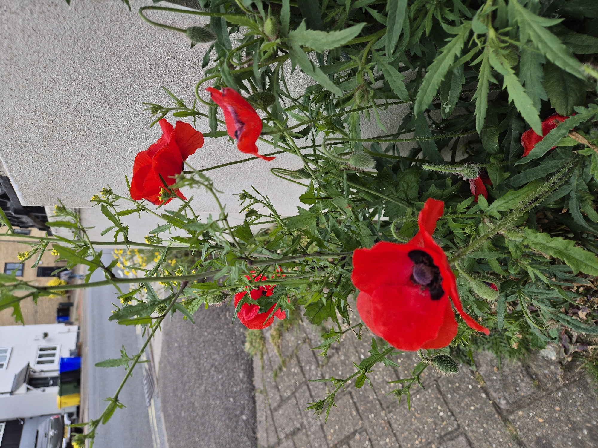 A close-up, rotated perspective shows a cluster of red poppies growing along a roadside. The poppies, some fully open and others still in bud, are interspersed with green foliage. A section of concrete wall forms a backdrop to the plants. Beyond the plants and the sidewalk, a residential street is visible, including parked cars, houses, and yellow street lines, suggesting this is a suburban environment in West Suffolk, United Kingdom.