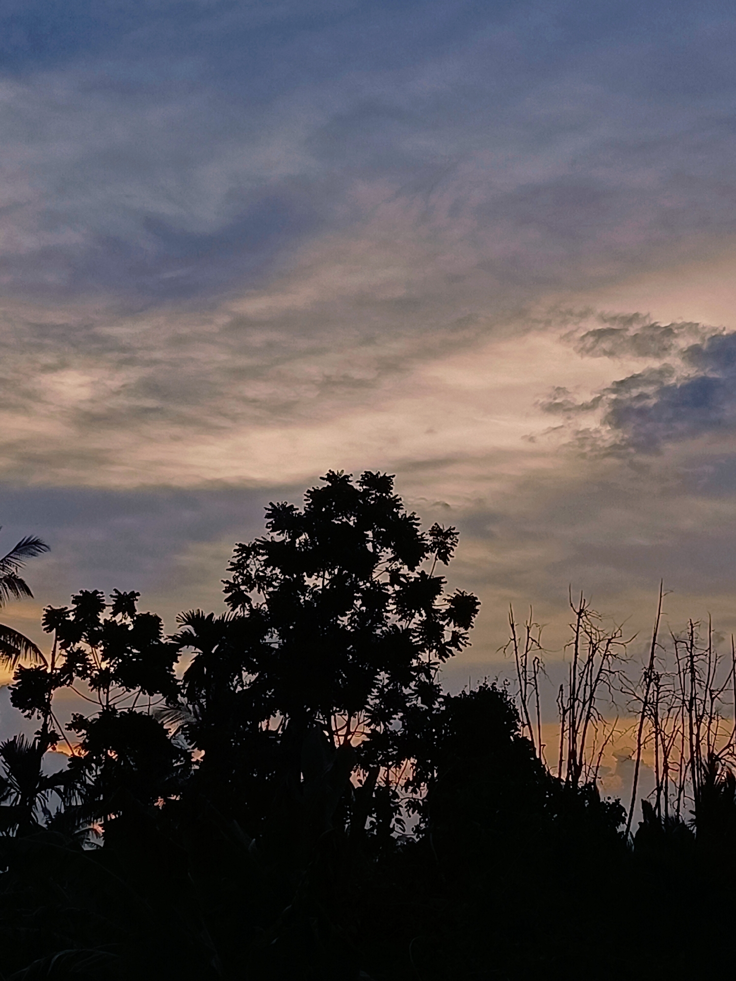 A vertical, medium-shot photograph captures the silhouette of trees and dry branches against a dusky sky. The sky transitions from a deep blue at the top to lighter shades of gray and pale orange near the horizon, with wisps of clouds visible. The foreground is dominated by the dark outlines of various trees, some with dense foliage and others with bare, spindly branches. The image appears to have been taken in Blang Cut, Indonesia, as indicated by the dense tropical vegetation. There are no people or animals visible in the frame. The lighting suggests it is either dusk or dawn.