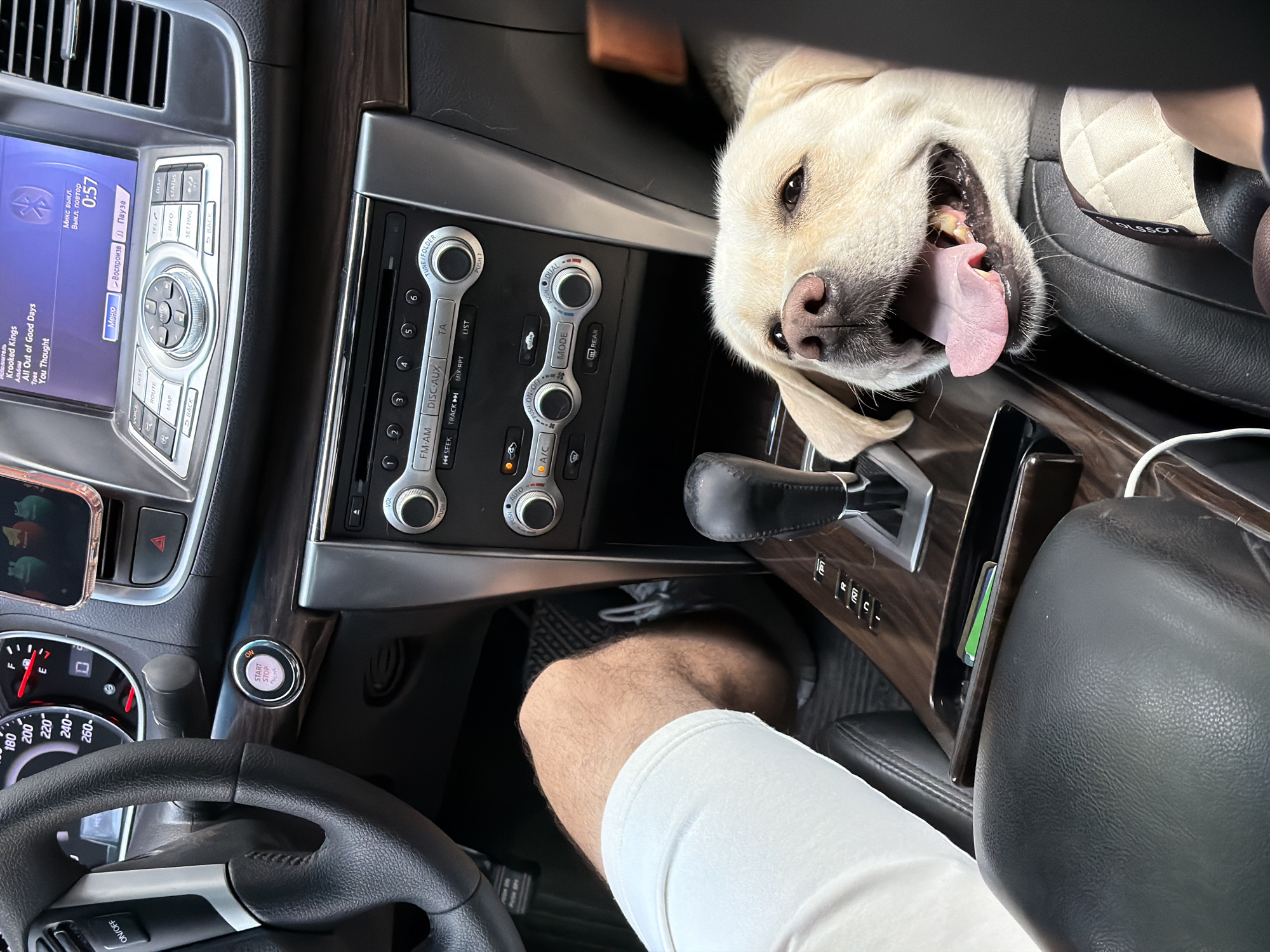 A Labrador retriever dog rests its head on a car's center console, with its mouth open and tongue out. The dog's head is in the foreground of the image, and its eyes are looking forward. The car's interior is visible, including the steering wheel, dashboard, and gear shifter. A person's leg, wearing white pants, is visible on the left side of the image. The image appears to be taken from the passenger seat of the car. The setting is an unknown city.