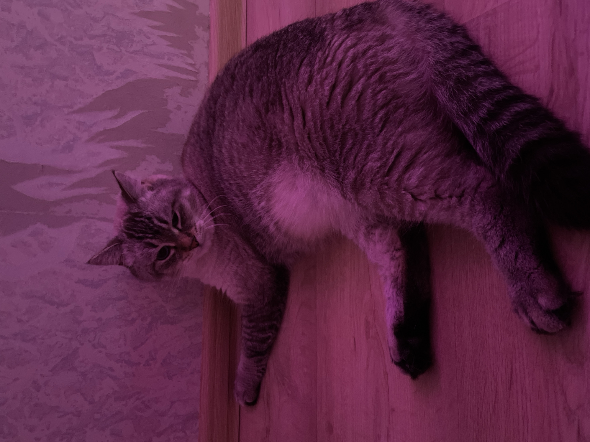 This image, depicting a scene in Votkinsk, Russia, shows a grey-brown tabby cat lying on a light wooden floor. The cat is positioned on its left side, facing left, with its eyes partially closed. Distinct tabby stripes are visible on its fur and tail, along with a lighter fur patch on its belly. The background consists of a textured wall, possibly wallpaper, situated above a wooden baseboard. The entire scene is uniformly illuminated by a prominent pink light.