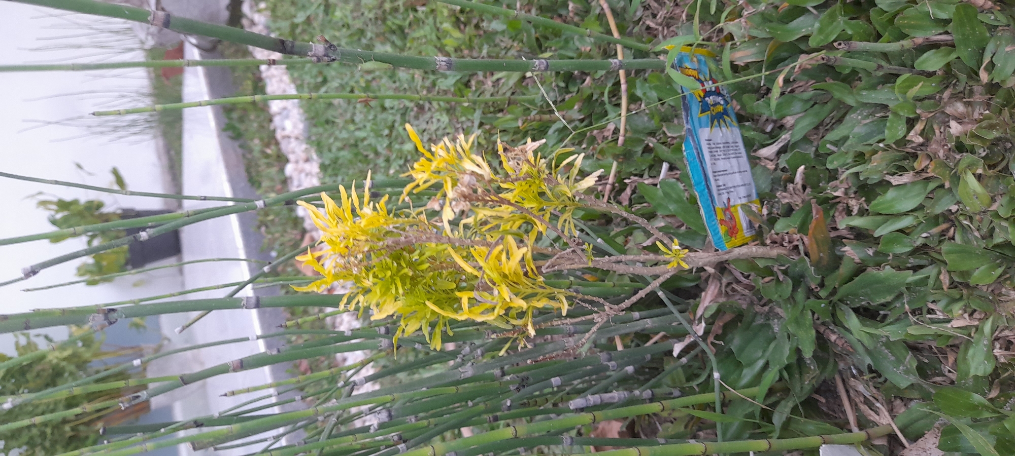 The image depicts a ground-level view of outdoor vegetation. Dominating the scene are several green, segmented bamboo stalks lying horizontally across the frame. A cluster of yellow-green foliage emerges from the base of the bamboo, appearing to be a leafy plant. Amidst the foliage lies a discarded blue and red wrapper. The background features mixed green vegetation, and beyond that, a glimpse of what appears to be a sidewalk or paved area. The image was taken in Buketteukuh, Indonesia.