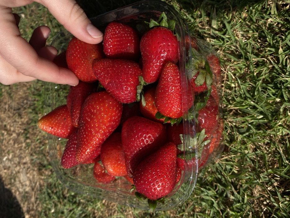 A close-up photograph depicts a clear plastic container filled with approximately two dozen bright red strawberries, some retaining their green calyxes. A human right hand, with fair skin, is partially visible entering the container from the top right, with the thumb and index finger positioned as if selecting a strawberry. The container rests on a patch of green grass, interspersed with some drier, lighter-colored blades, under direct daylight. The scene is located outdoors in Tel-Aviv, Israel.